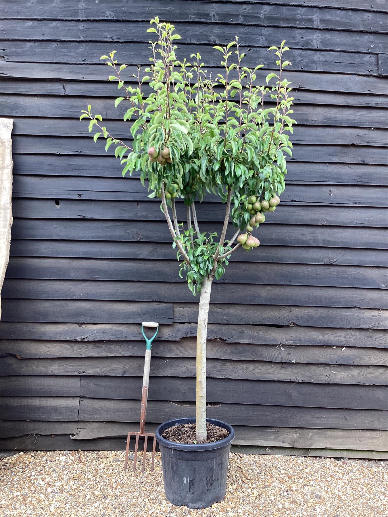 Pear tree 'Williams' Bon Chretien' | Pyrus communis - Girth 18-20cm - 220-240cm - 50lt