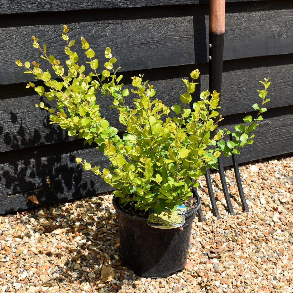 Betula nana 'Golden Treasure' - Height 20-30cm - Dwarf - 3lt