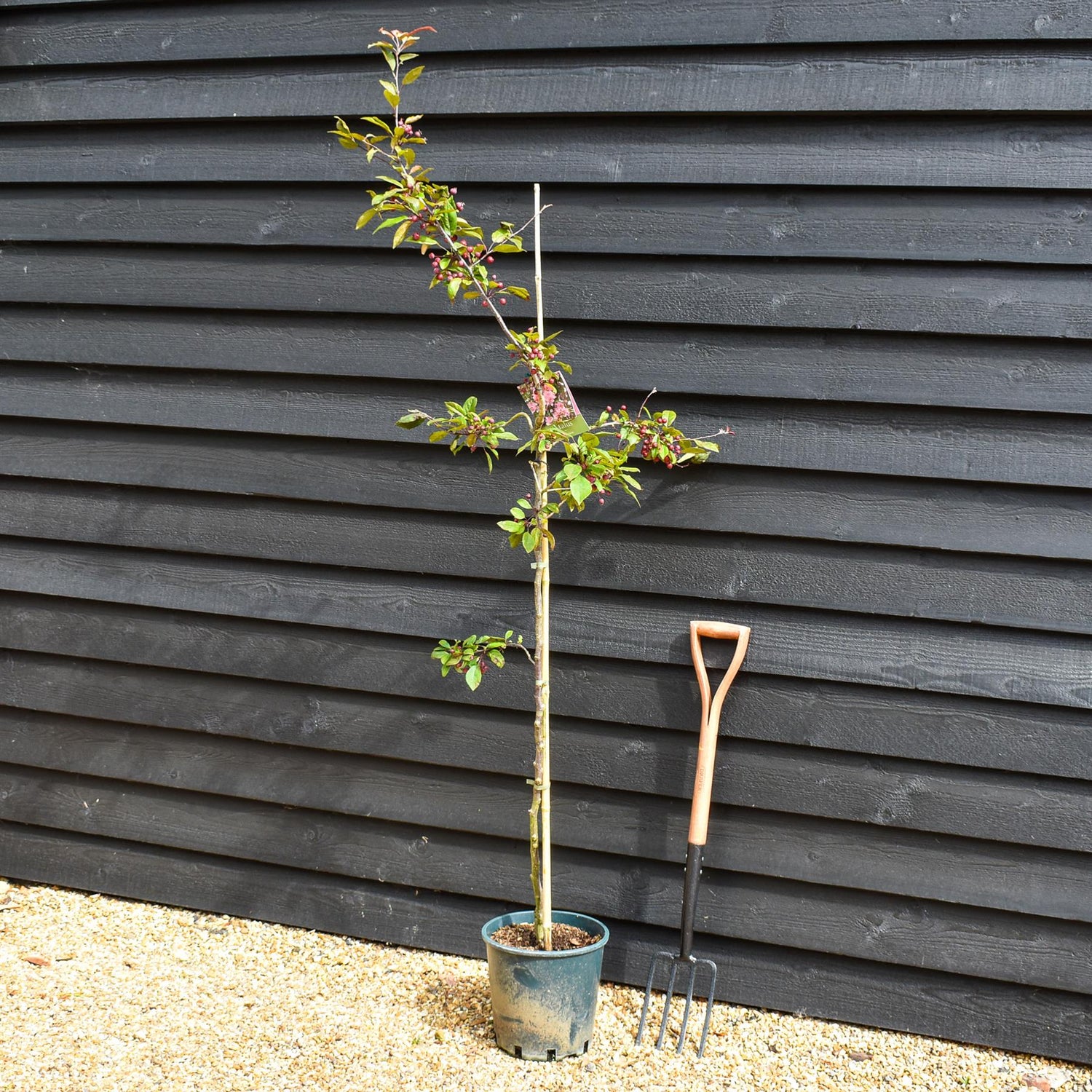 Malus Profusion Crab Apple Tree, Clear Stem - 180-200cm, 10lt