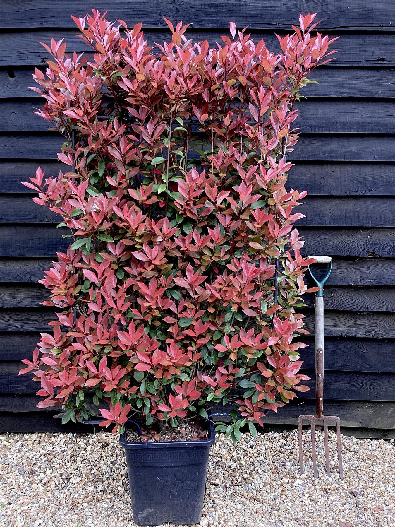 Photinia Red Robin | Christmas berry 'Red Robin' - Compacta - Frame - 150-160cm, 30lt