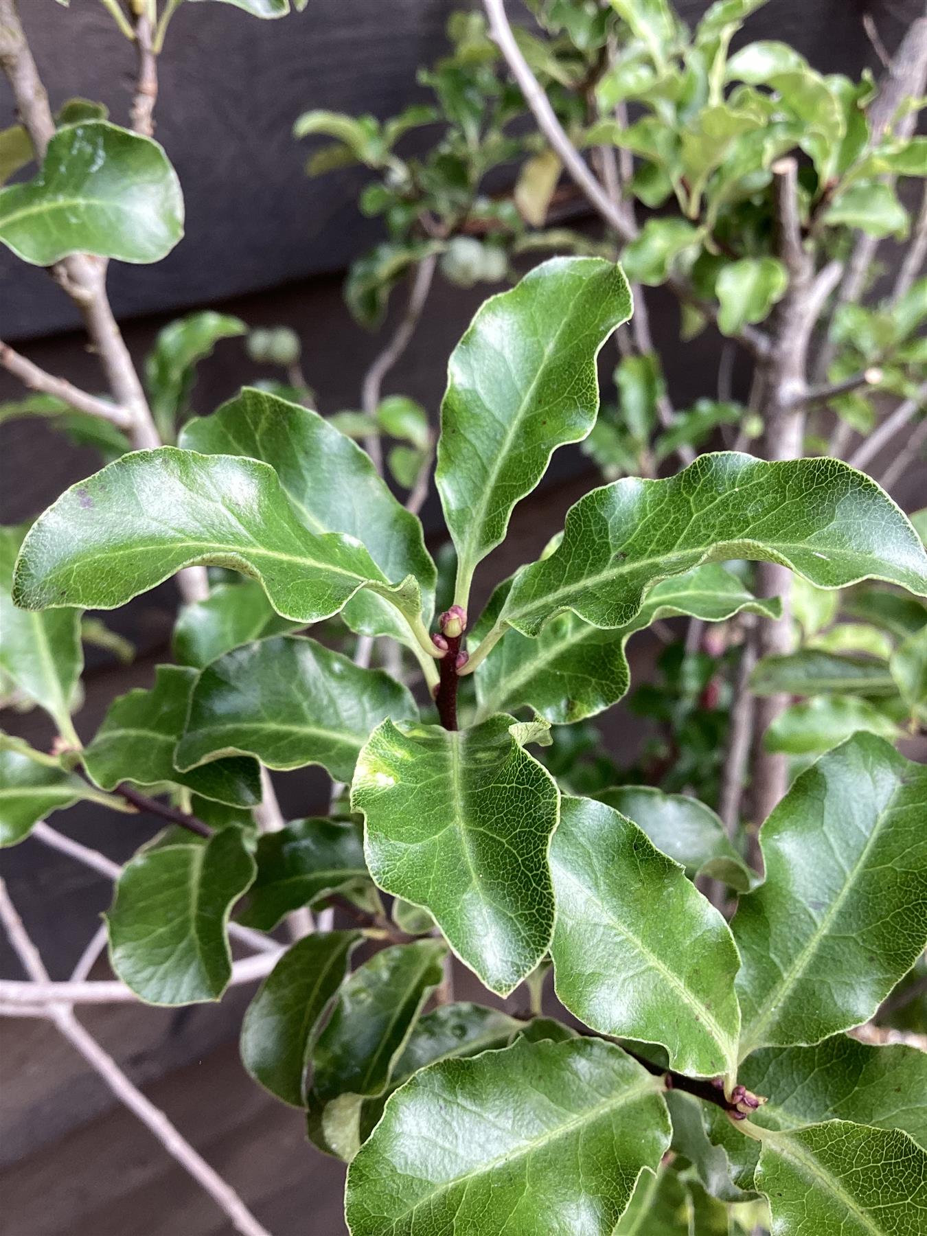 Pittosporum Gold King - 120-150cm, 30lt