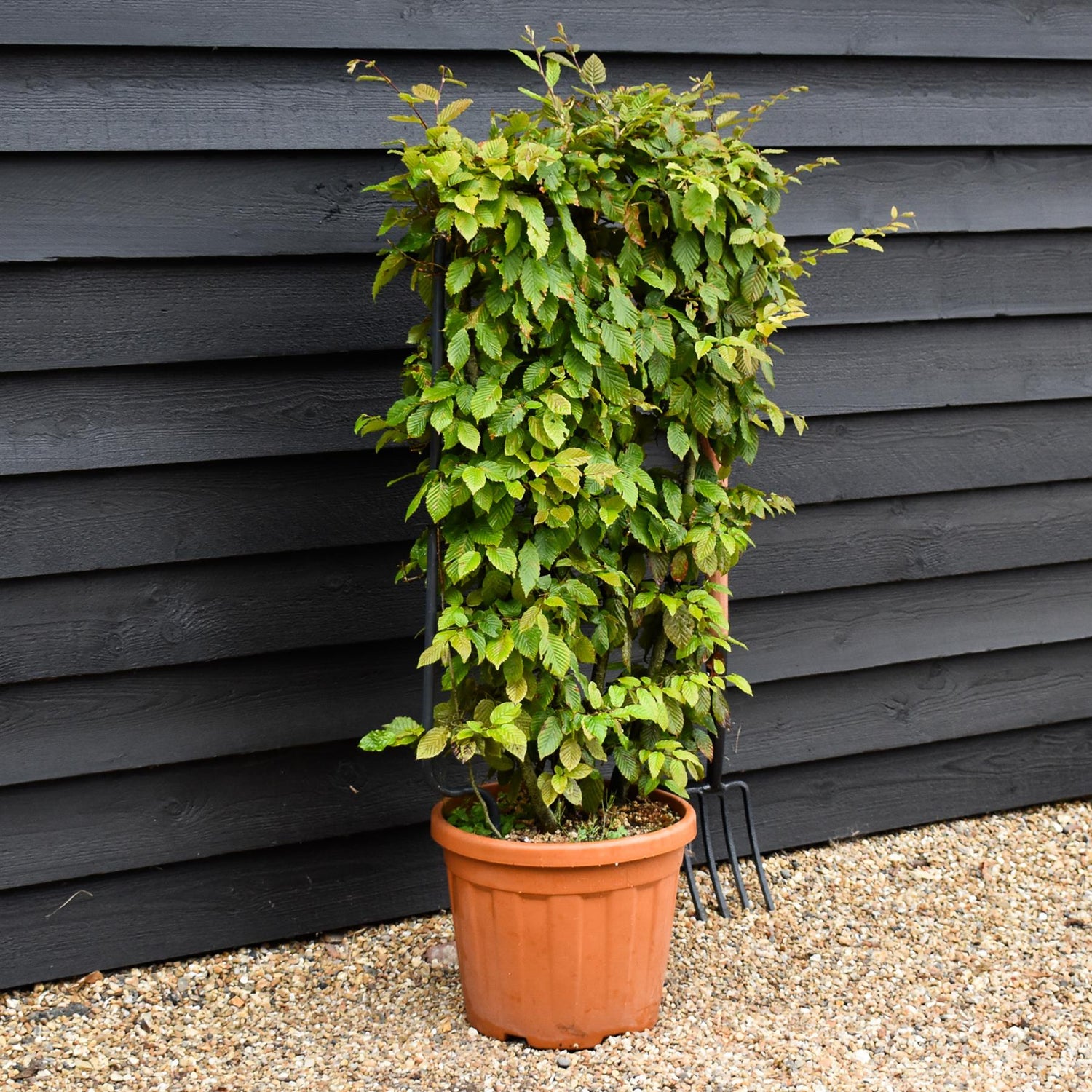 Carpinus betulus - Pleached/Espalier (85cm x 50cm Metal) - 30lt