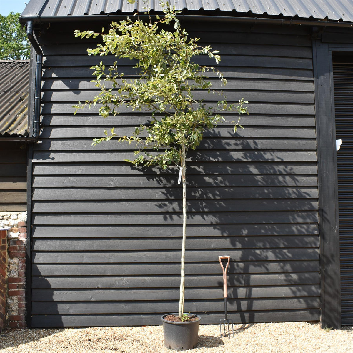 Amelanchier canadensis | Juneberry - Clear Stem - Height 220-250cm - Girth 6-8cm - 40lt