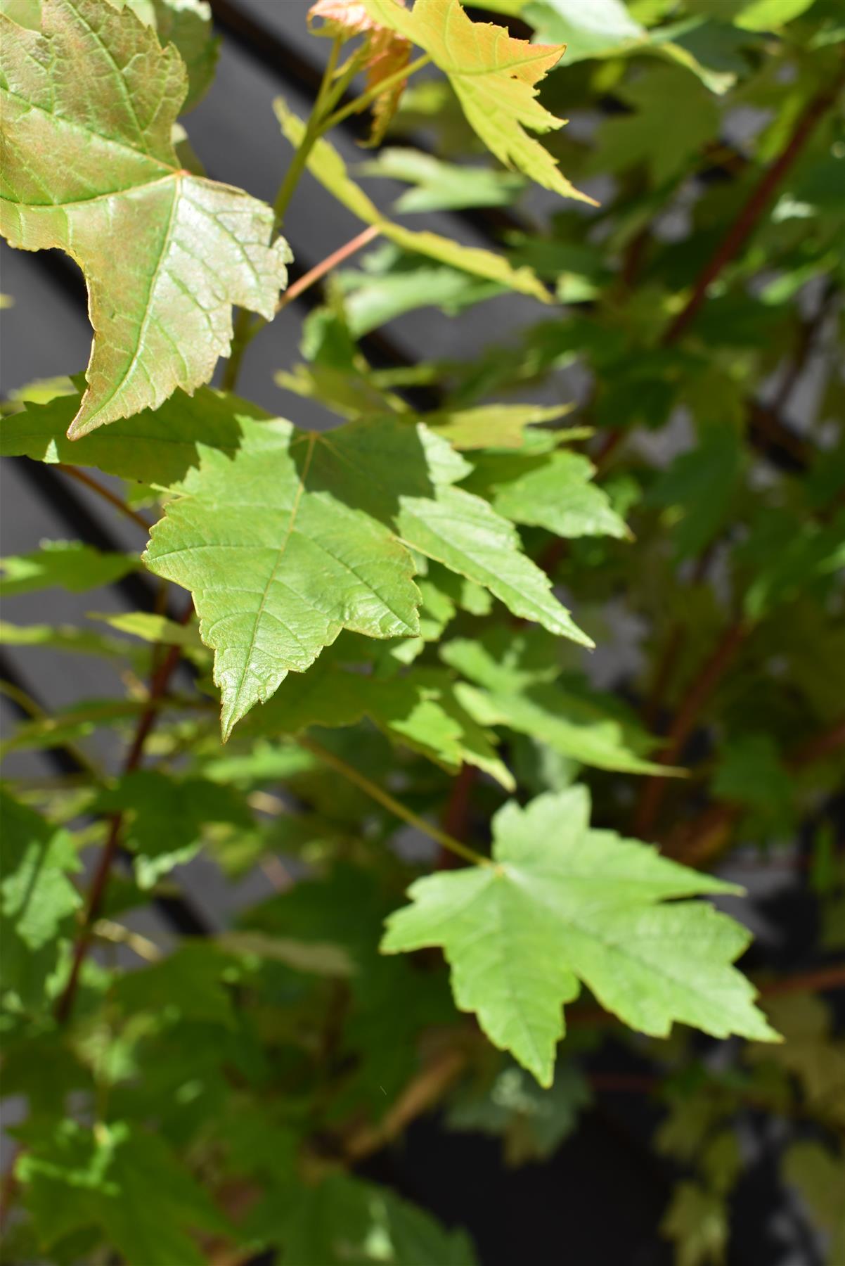 Acer Rubrum Redpointe Maple | Redpointe Red Maple 1/2 std Clear Stem - 150-180cm, 10lt