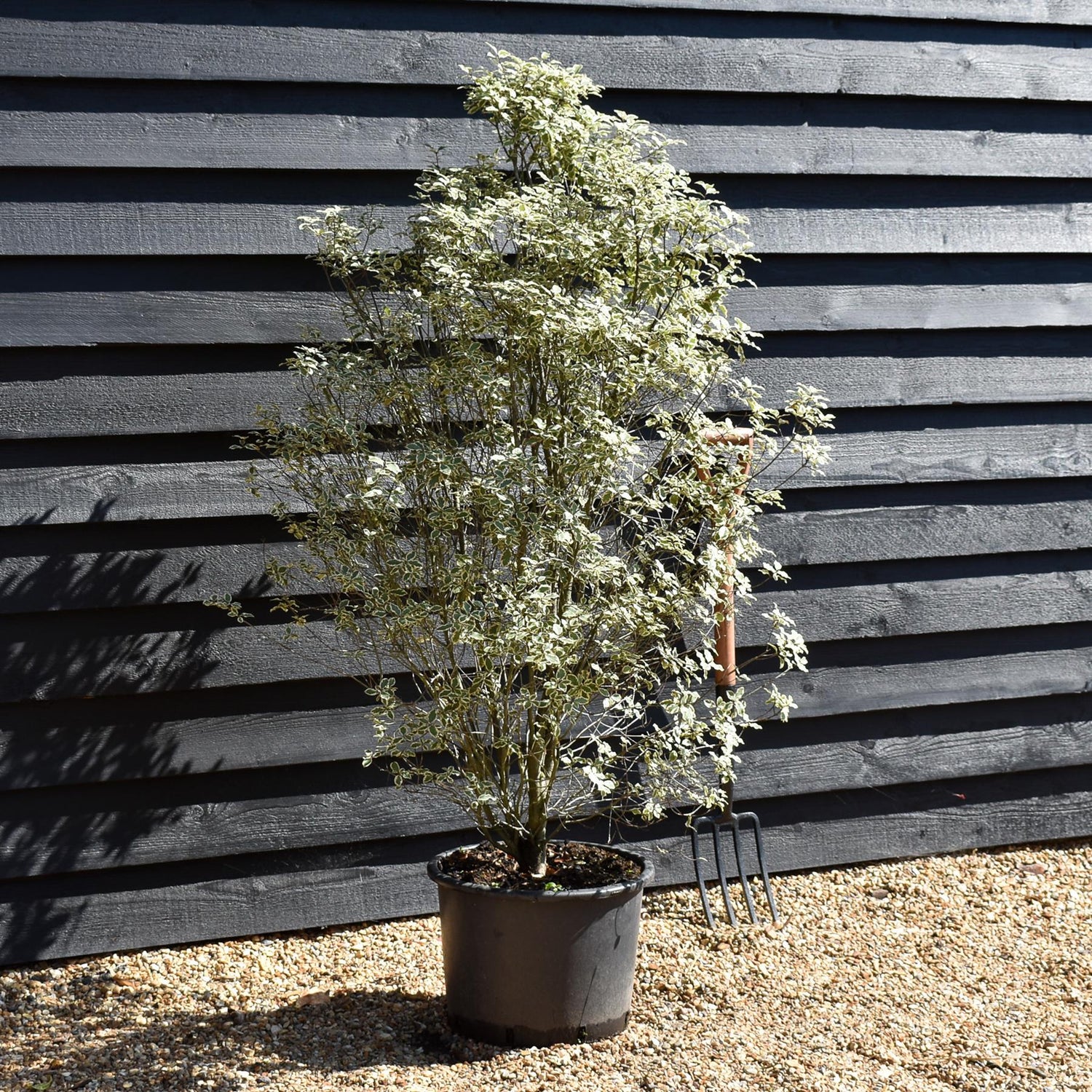 Pittosporum Victoria | Tawhiwhi 'Victoria' - 150cm - 20lt