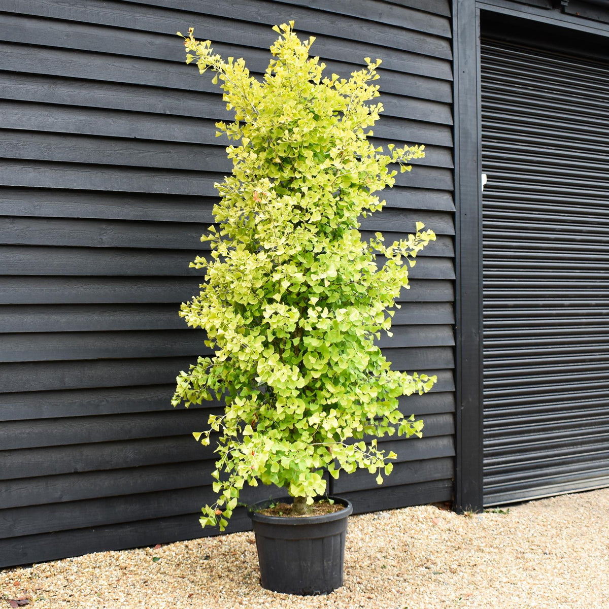 Ginkgo biloba | Maidenhair Tree - 'Fastigiata' Bushy - Height 280-300cm - 70lt