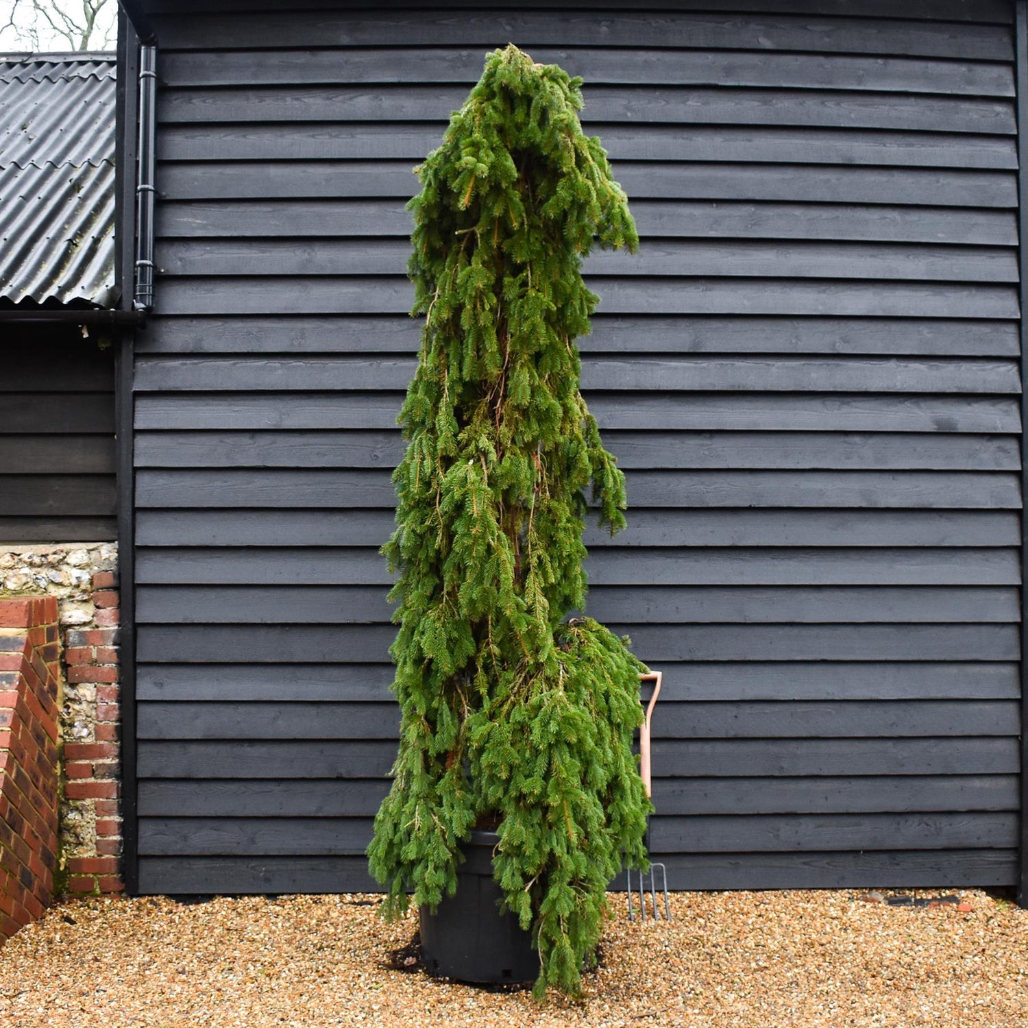 Picea abies 'Inversa' / Pendula| Norway spruce  - Height 250-260cm - 150lt