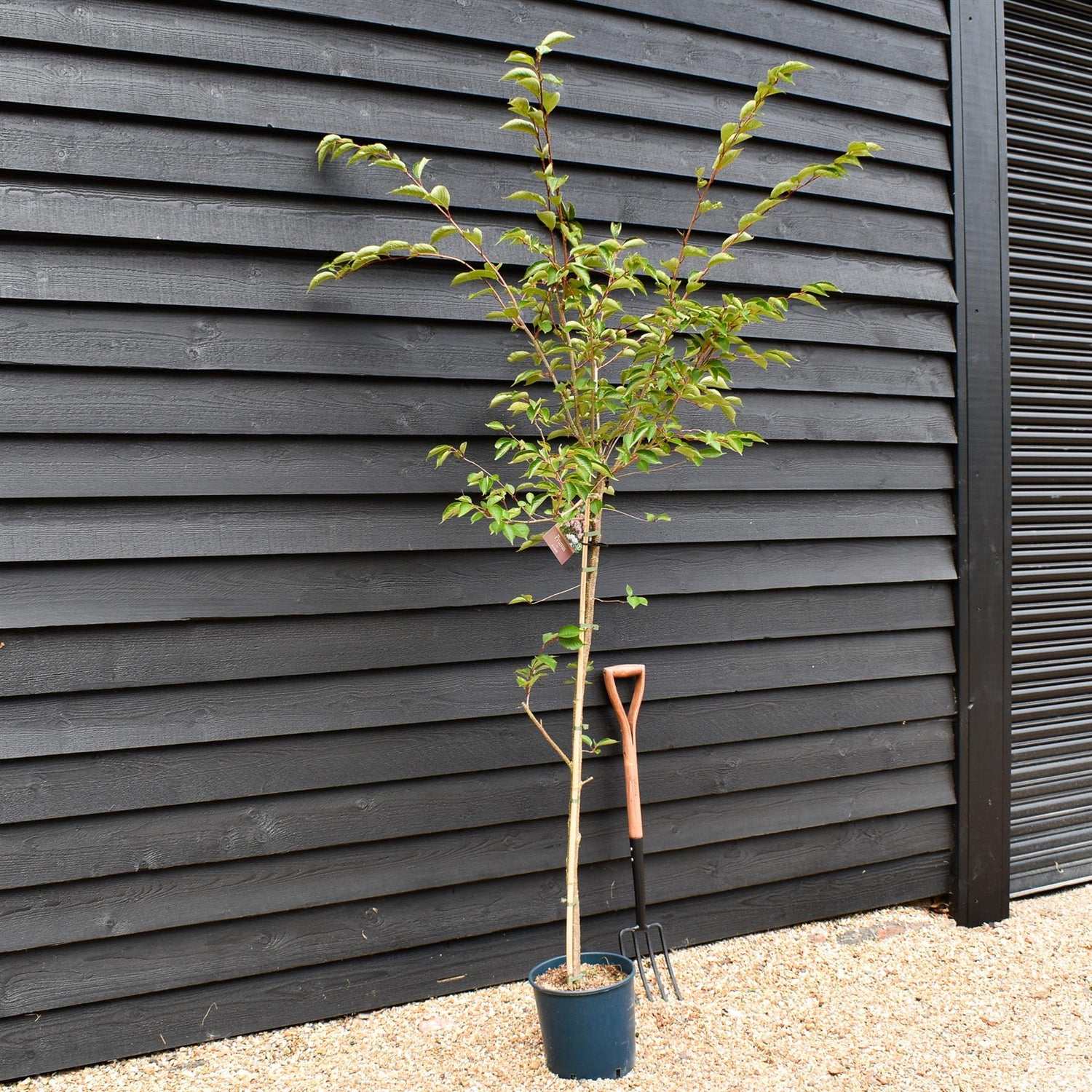Prunus 'Accolade' | Cherry 'Accolade' - 180-220cm, 10lt
