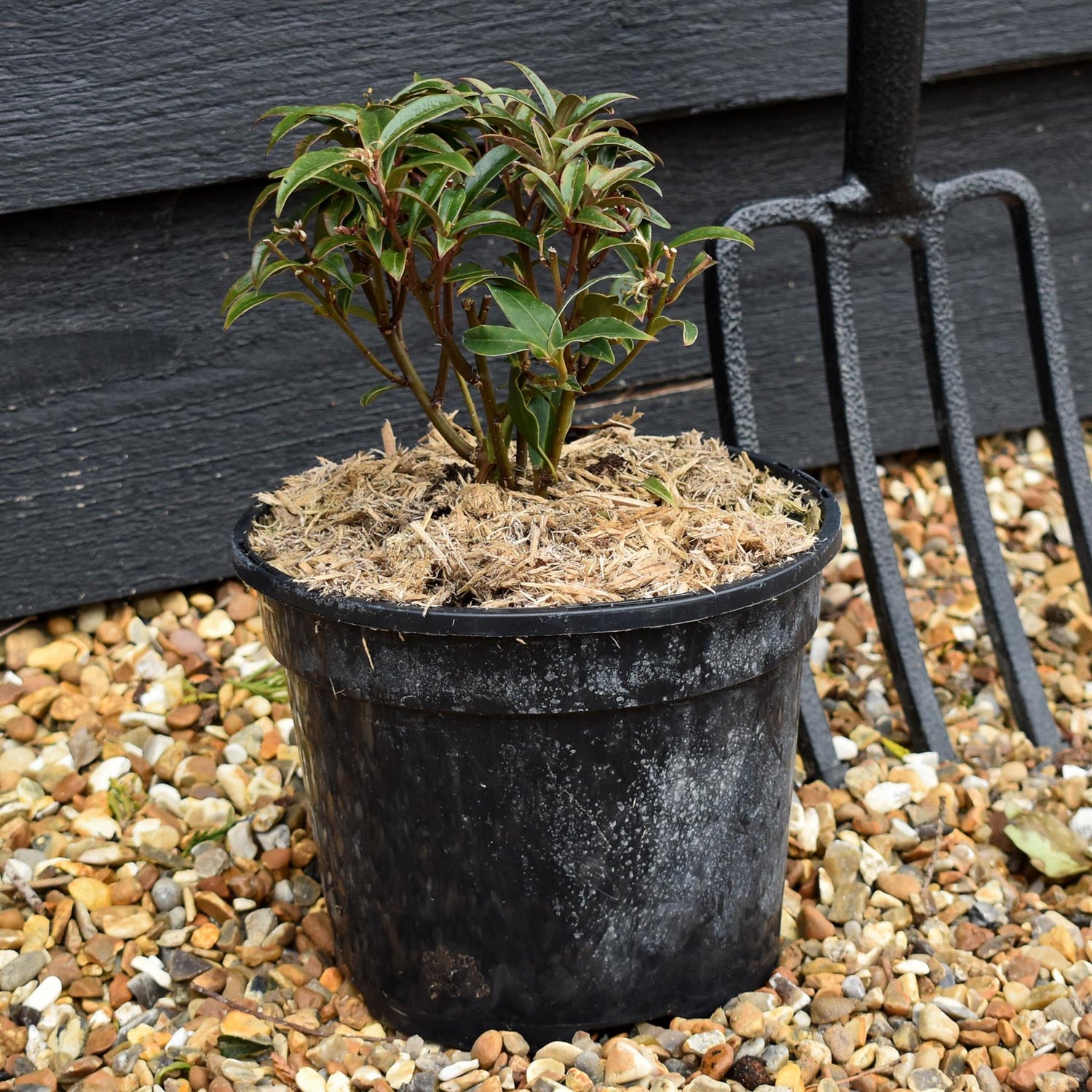 Sweet Box |  Sarcococca hookeriana Purple Stem - Height 15-20cm - 3lt