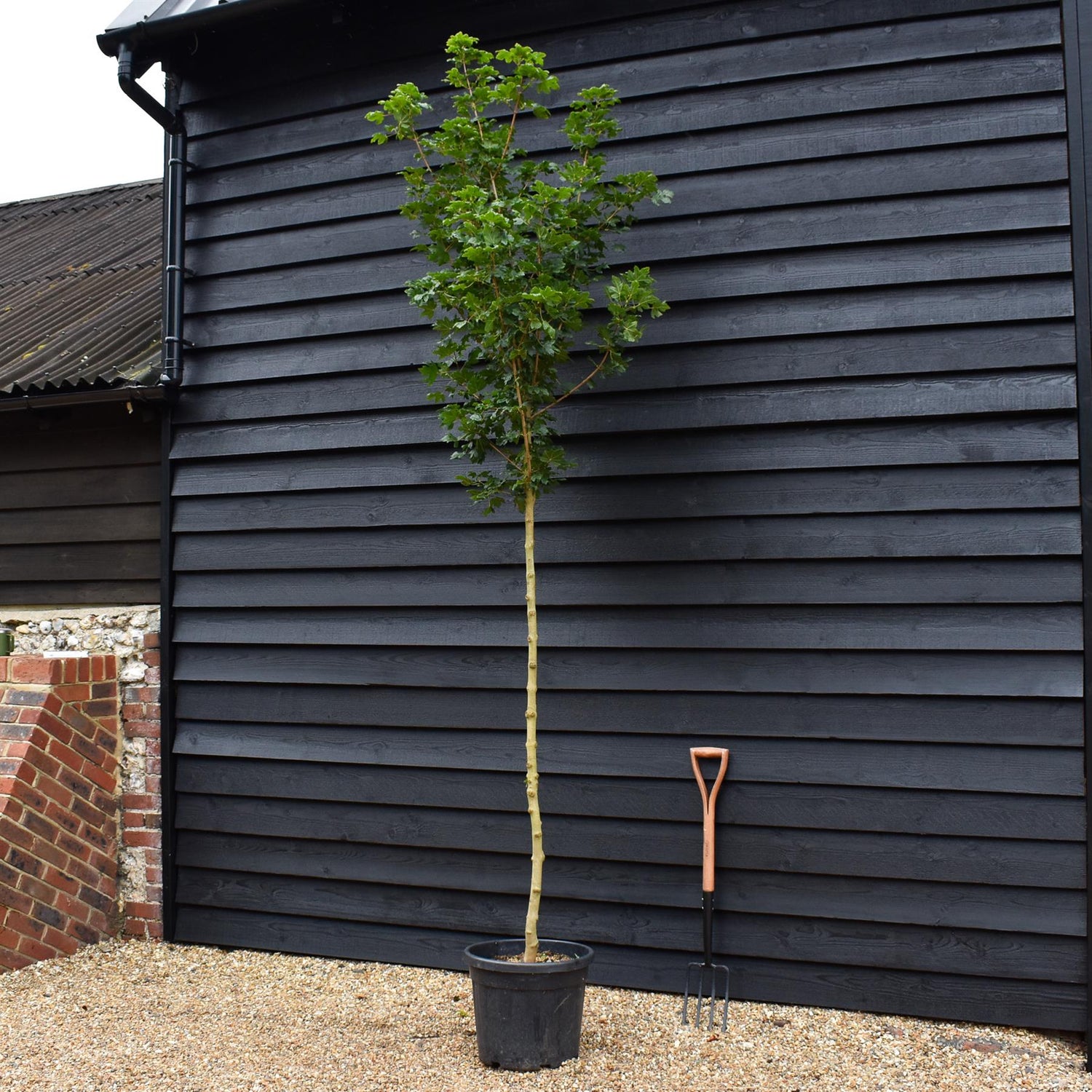 Field Maple 'Elegant' | Acer campestre  - Clear Stem - Height 250-280cm - Girth 6-8cm - 40lt