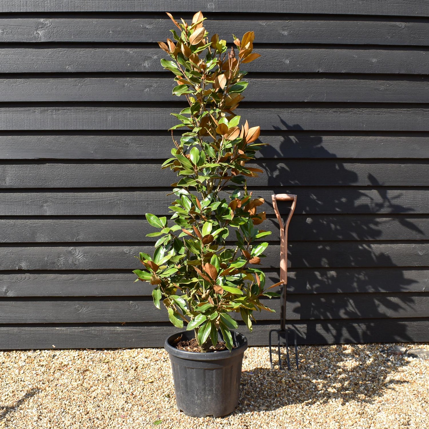Magnolia grandiflora Little Gem | Southern Magnolia ‘Little Gem’ - Bushy - Tree - Height 180-200cm - 30-35lt