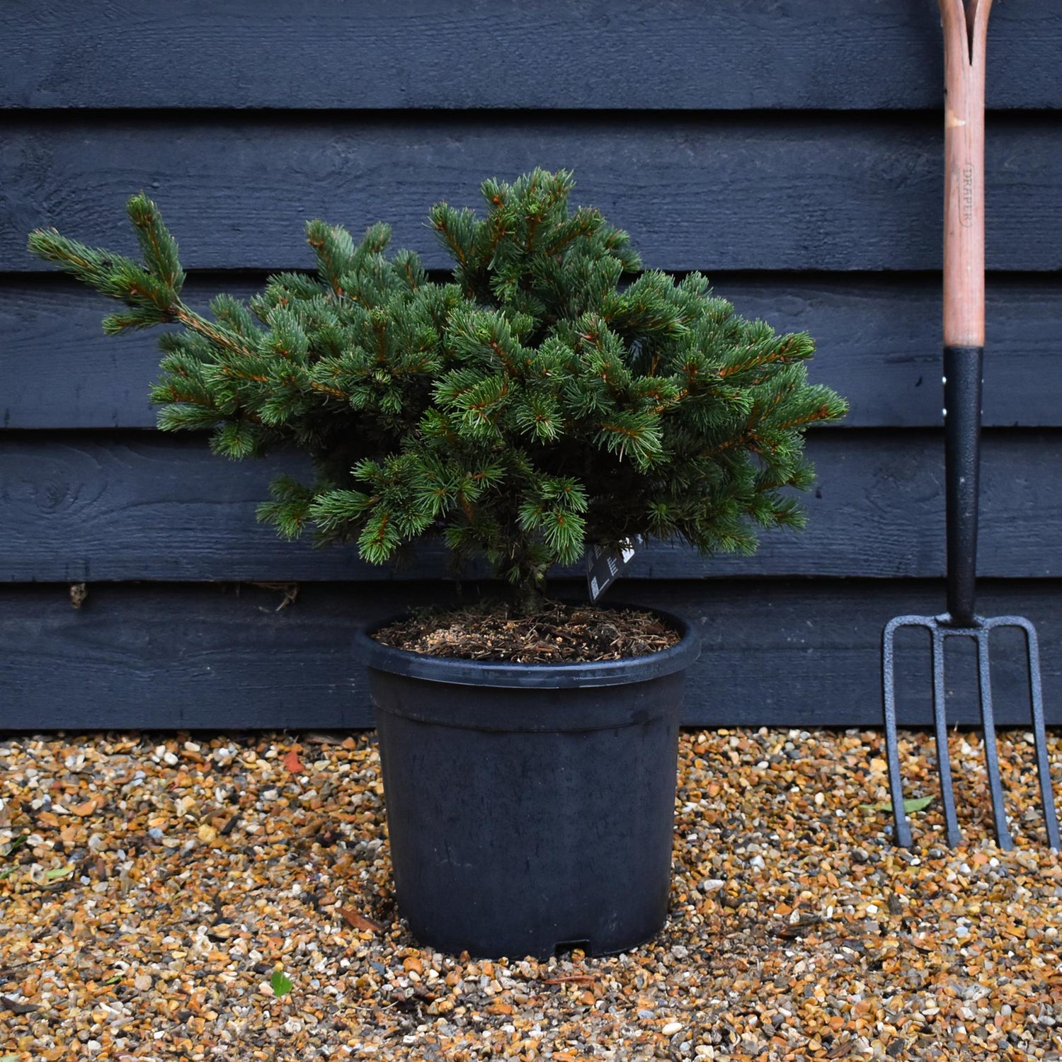 Picea abies Lucky Strike - Height 40cm - 11lt