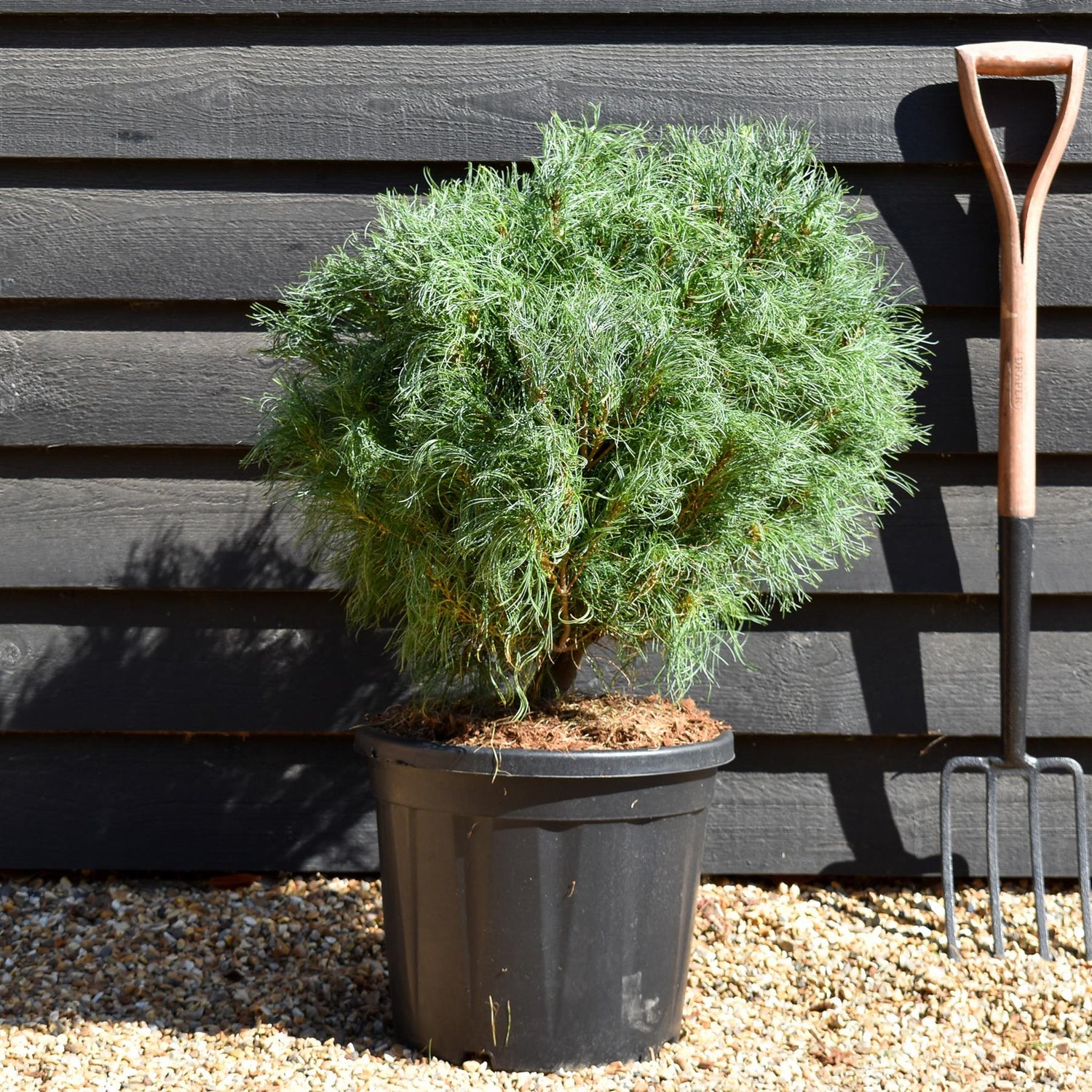Pinus strobus 'Squiggles' - Bushy - Height 50cm - 20lt