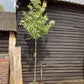 Prunus Padus | Bird Cherry - Girth 12-14 cm - 240-260cm - 45lt