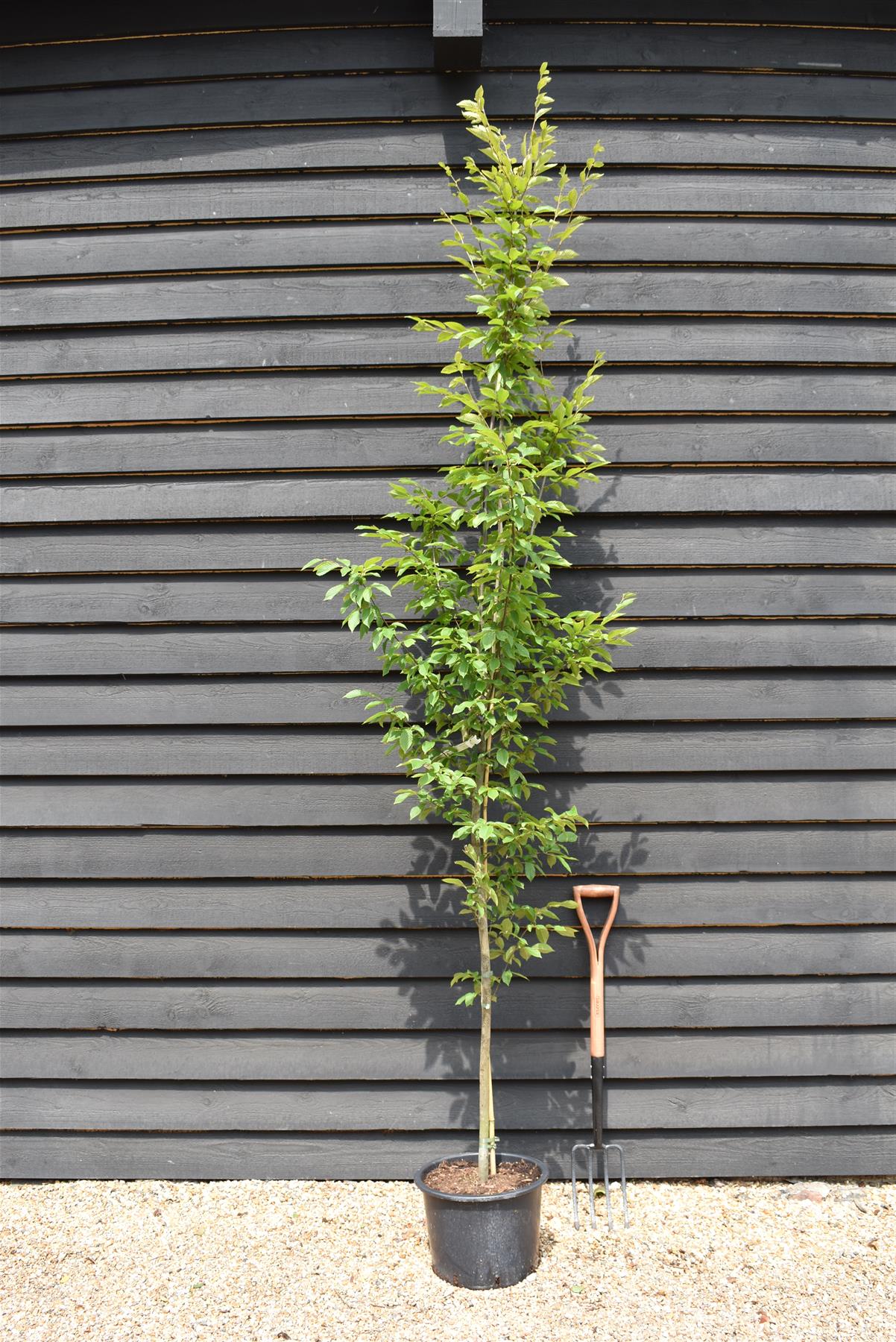 Hornebean Fastigata | Carpinus betulus 'Fastigiata'  - 220-240cm - 20lt
