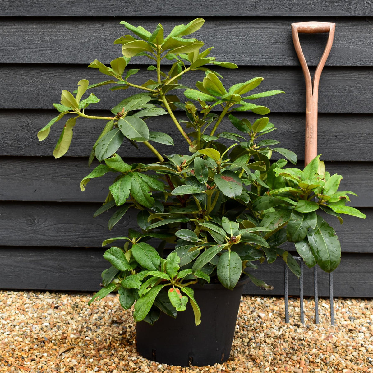 Rhododendron 'Germania' - Shrub - Height 50-60cm - 20lt