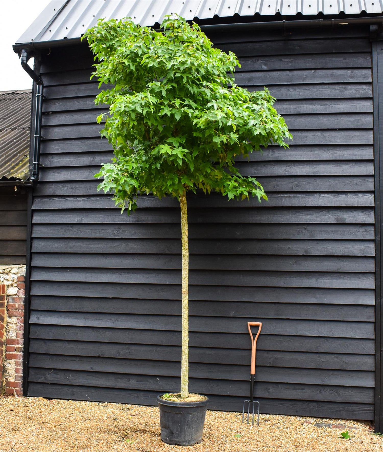 Liquidambar styraciflua 'Gum Ball' | Sweet gum 'Gum Ball' - 240-280cm - Clear Stem - Girth 10-12cm - 45lt