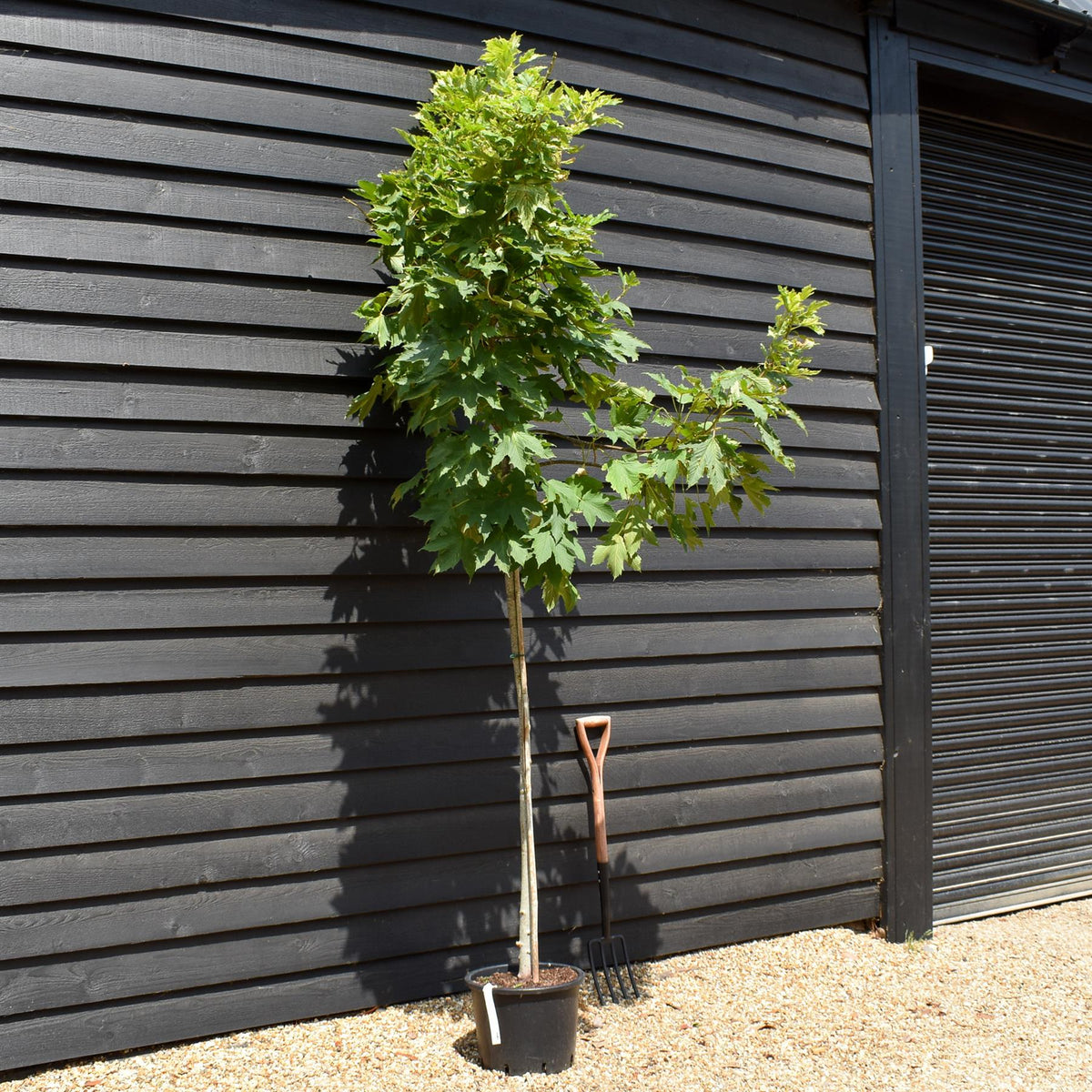 Acer pseudoplatanus 'Brilliantissimum' | Shrimp-Leaved Sycamore | Maple - Height 200-250cm - Girth 8-10cm - 20lt