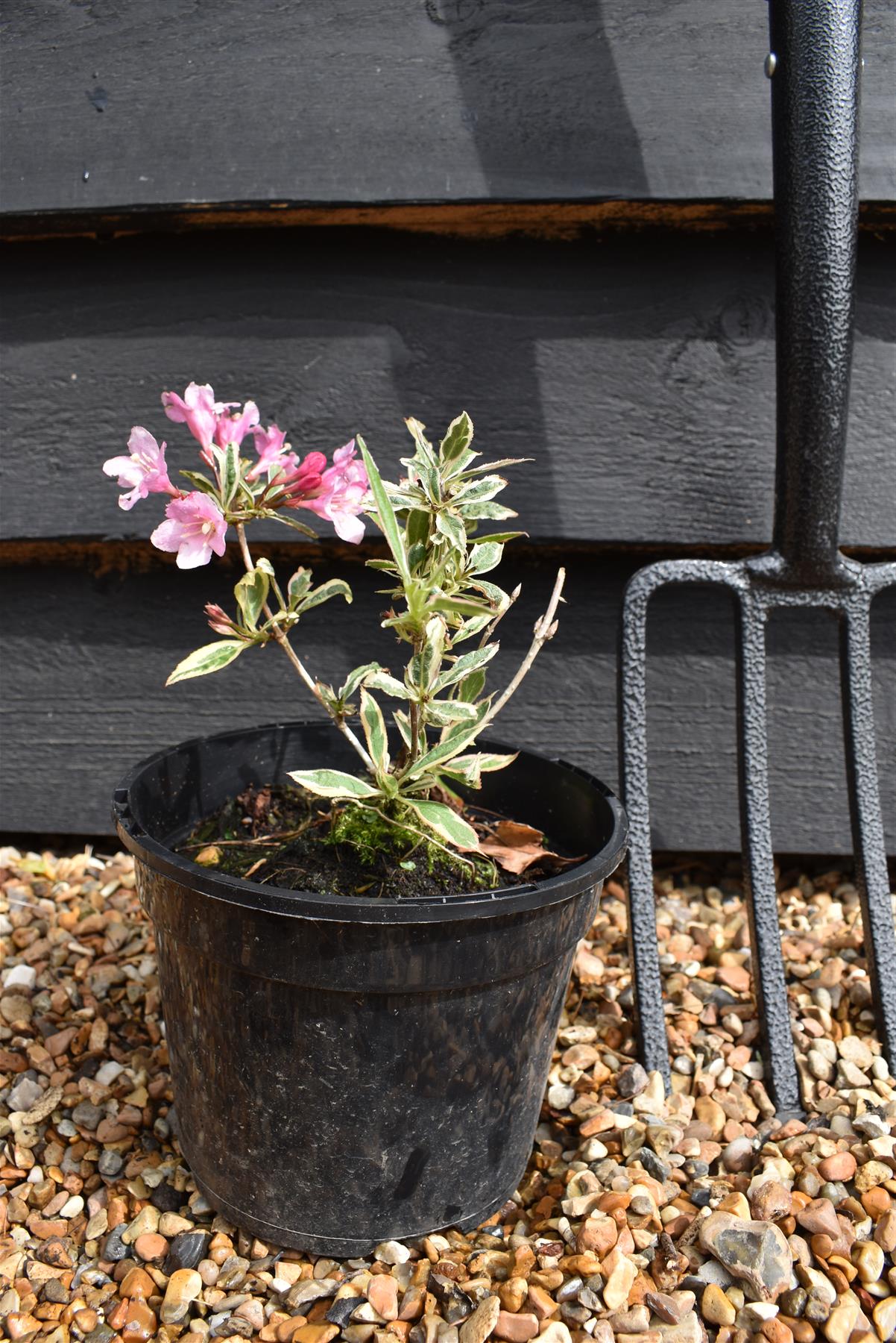 Weigela Florida 'Magical Rainbow' - Shrub - 10-15cm - 3lt