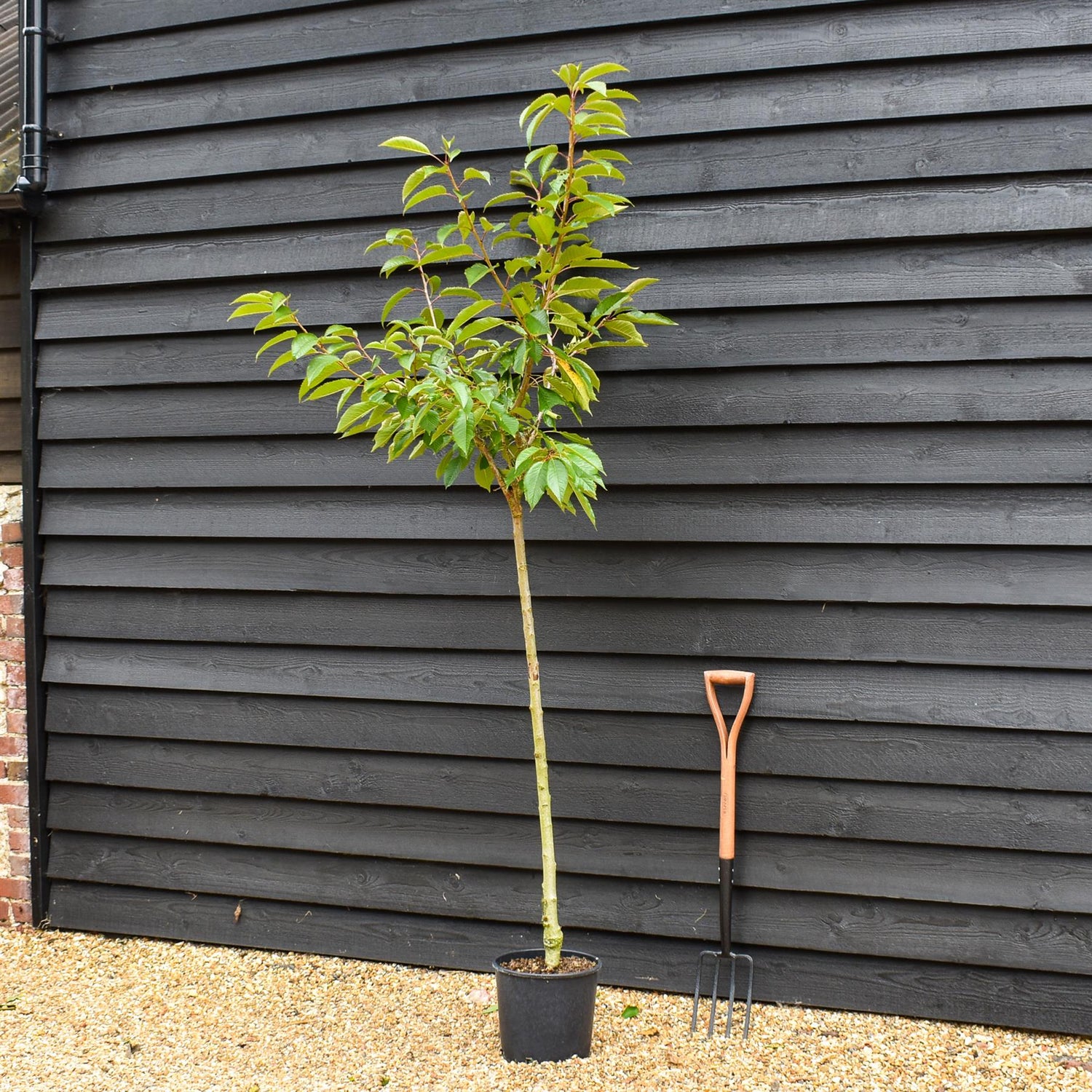 Cherry tree 'Van' | Prunus avium 'Van' - 100-120cm - 10lt