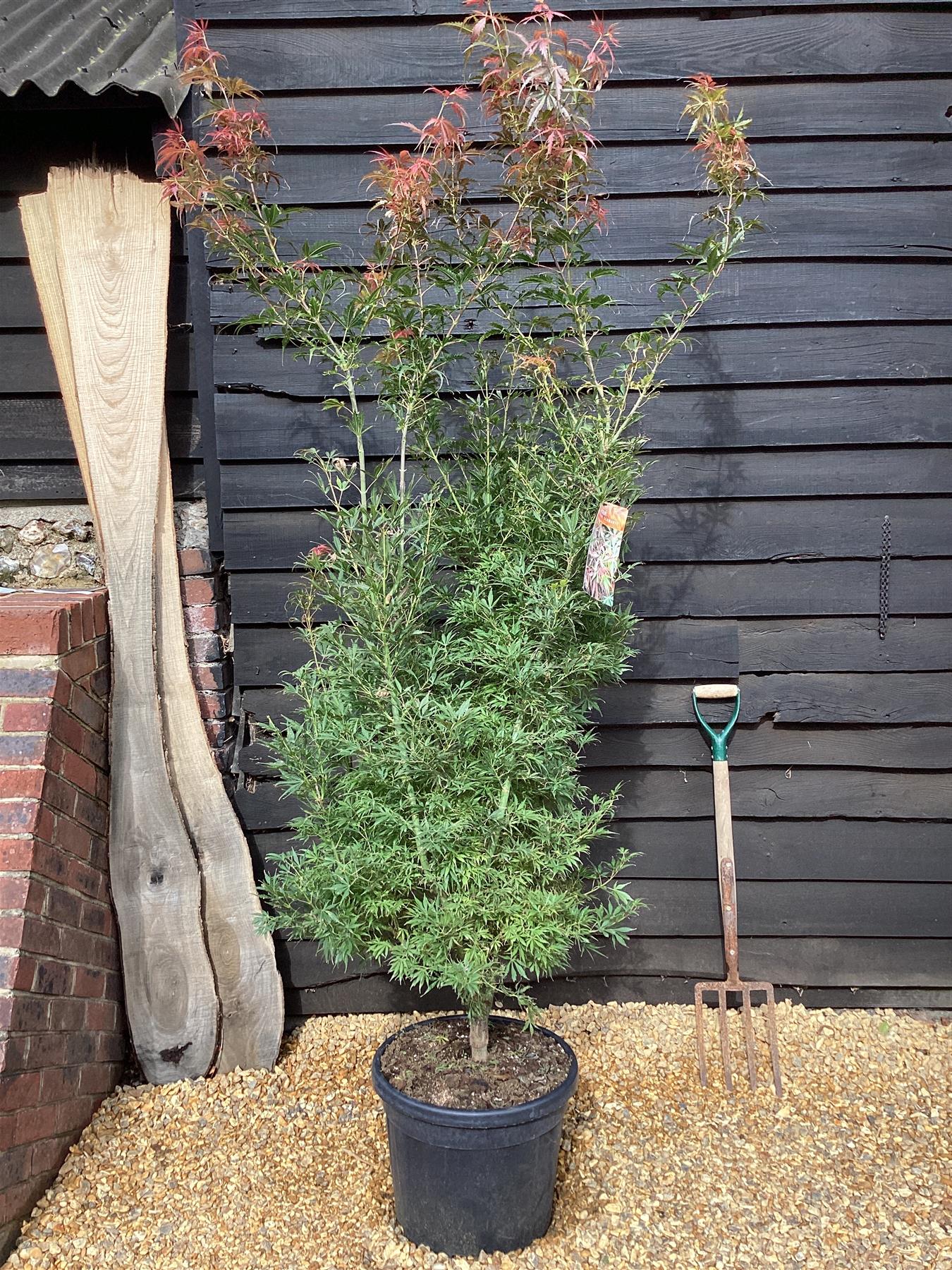 Acer palmatum 'Jerre Schwartz' | Japanese maple 'Jerre Schwartz' - 230-240cm, 35lt