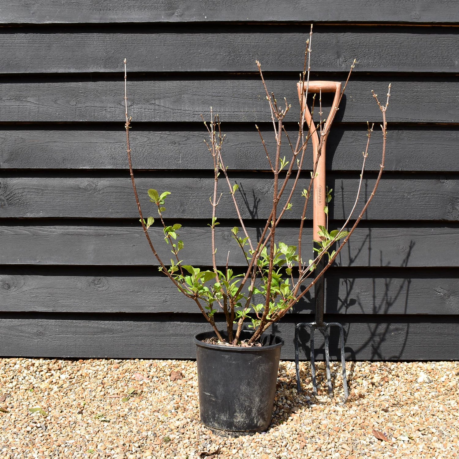 Viburnum x bodnantense 'Dawn' | Arrowwood 'Dawn' - 100-130cm, 10lt