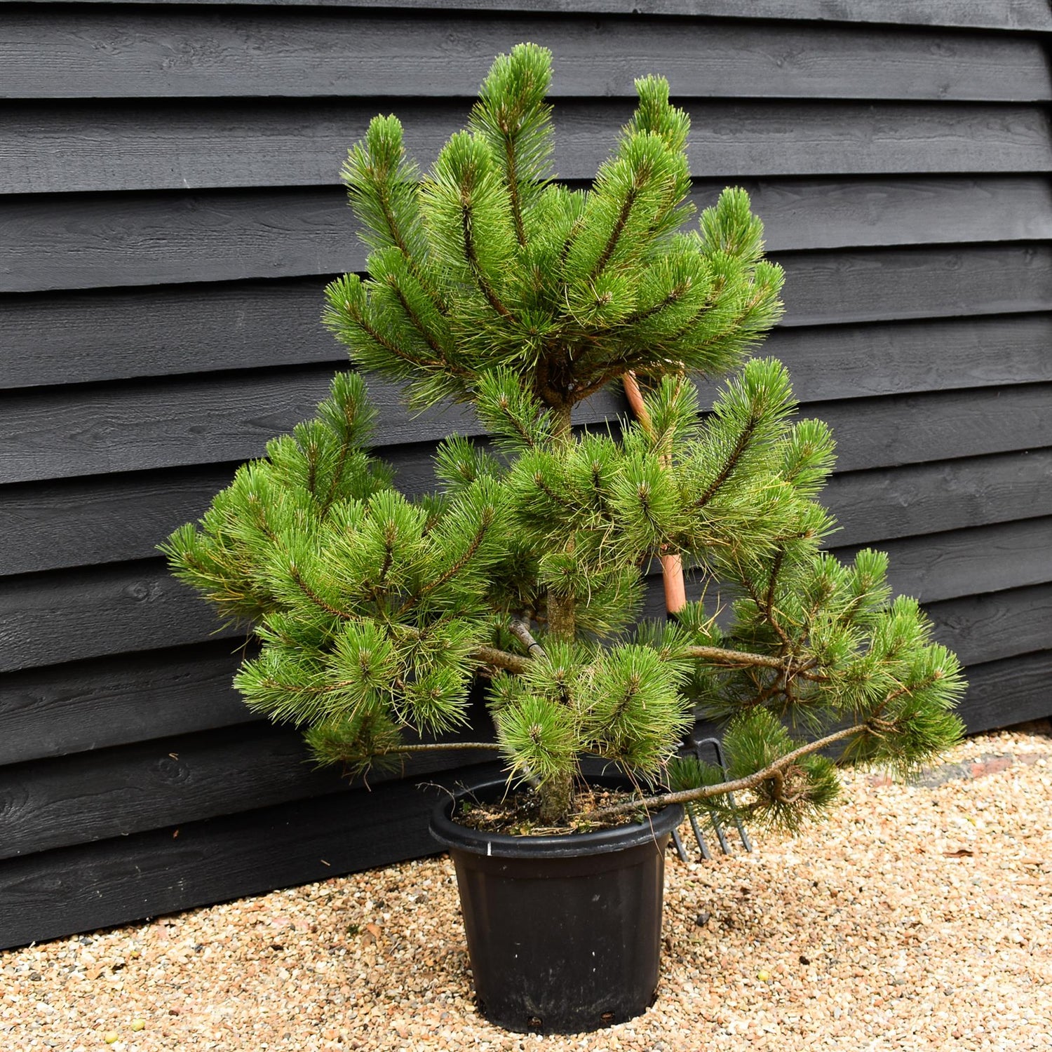 Pinus nigra nigra | European Black Pine - Bonsai Cloud - Height - 85-100cm - 25lt