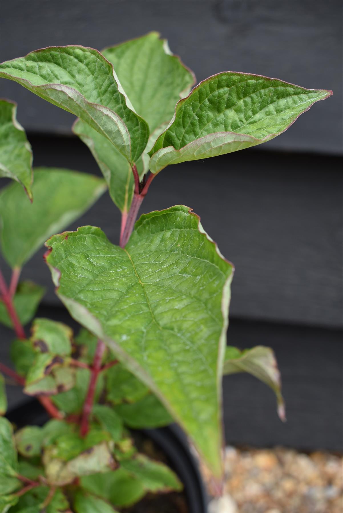 Cornus alba 'Sibirica' | Siberian Dogwood - 20-35CM - 3lt