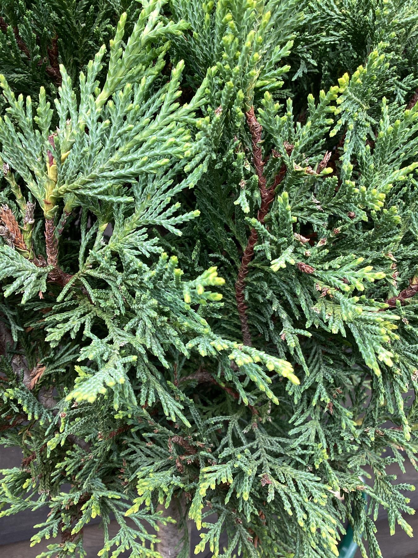 Cupressocyparis 'Castlewellan Gold' - 3 Balls - 20lt