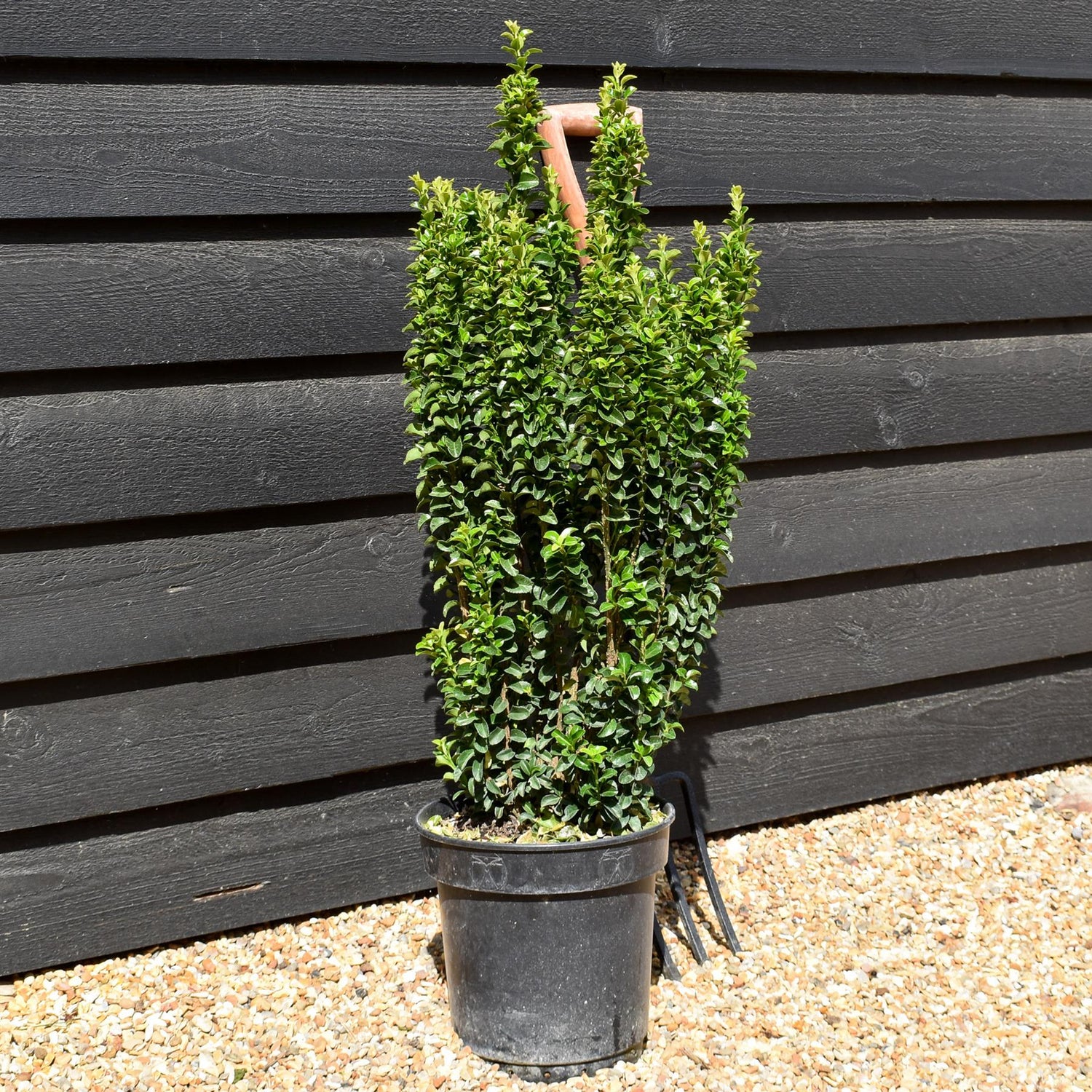 Euonymus japonicus 'Benkomasaki' Shrub - Height 80-100cm - 10lt