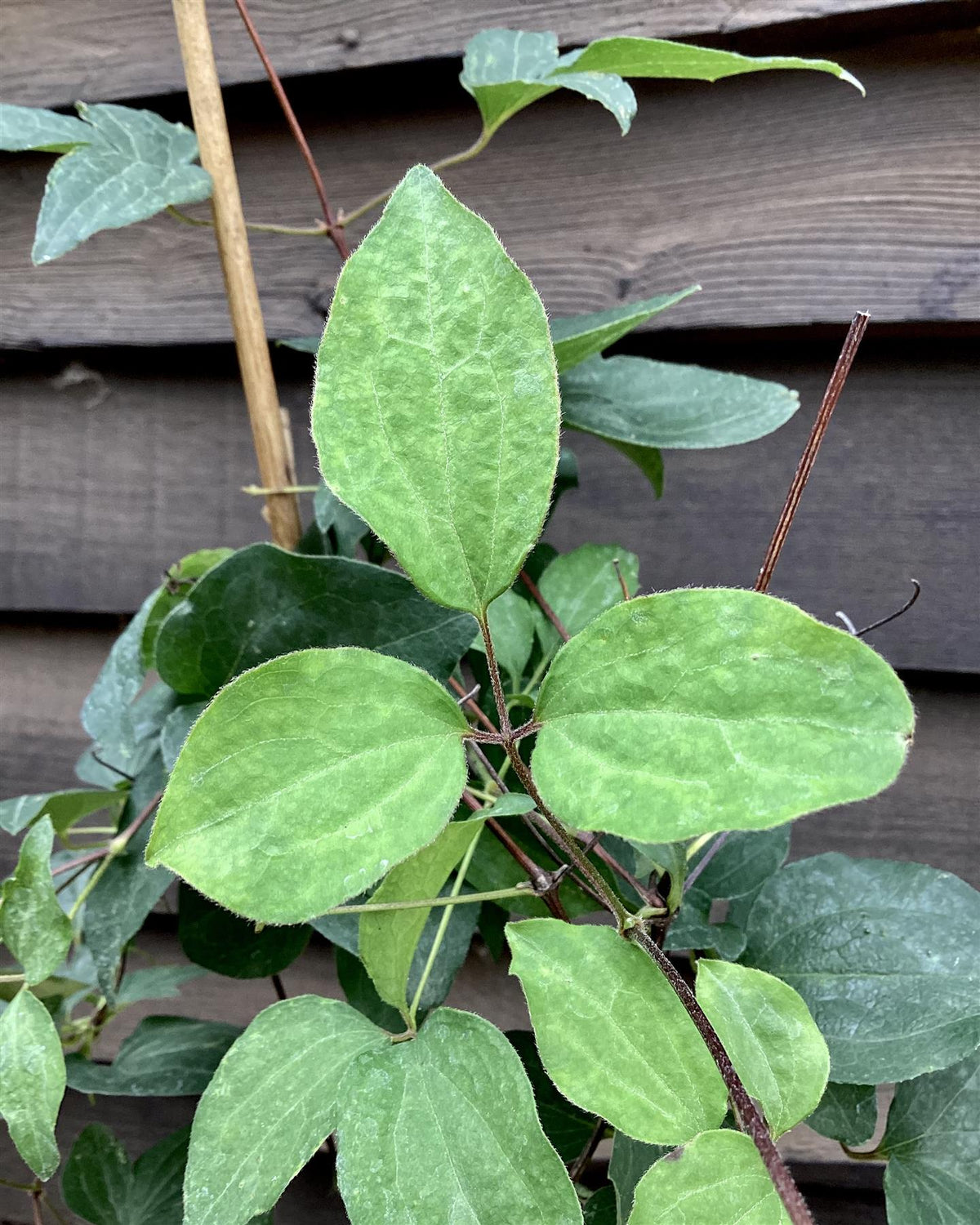 Lonicera japonica 'Halliana' | Japanese Honeysuckle - 50-60cm - 3lt ...