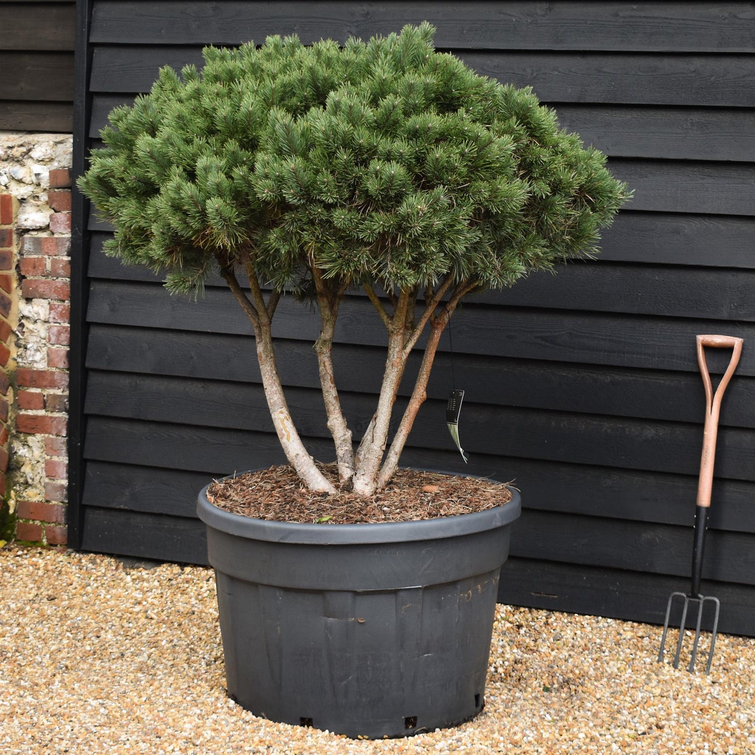 Pinus sylvestris 'Watereri' | Scots pine - Multistem - Parachute - Huge - Unique -  120-130cm - 230lt
