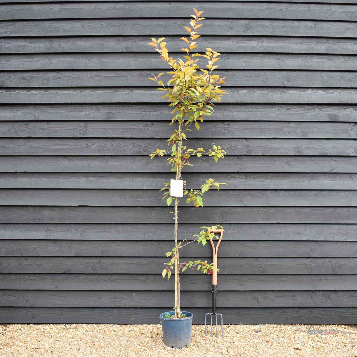Malus Direktoer Moerland | Improved Profusion Crab Apple Tree, Clear Stem - Height 190-220cm, 10lt