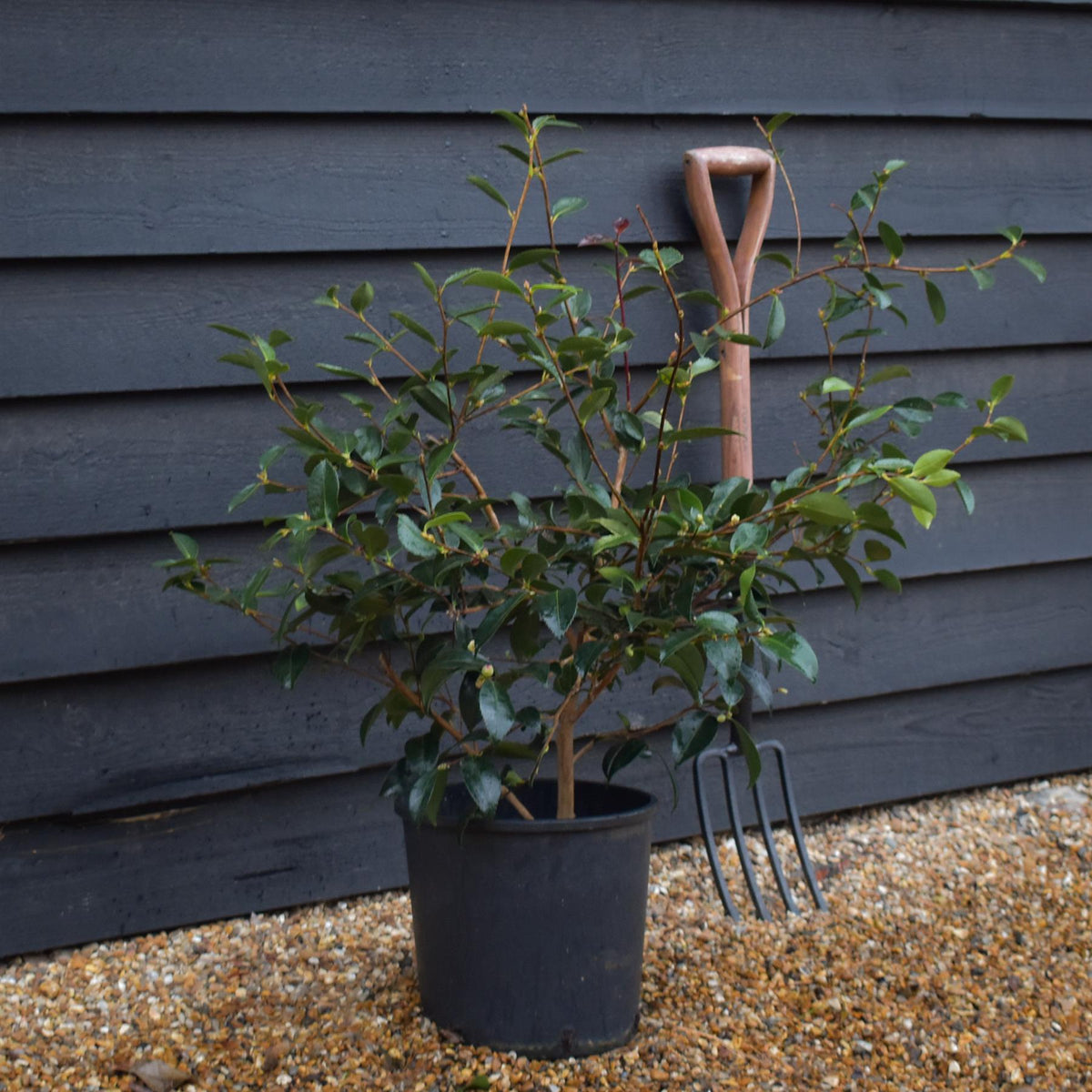 Camellia sasanqua 'Winter's Snowman' - 60-70cm - 12lt