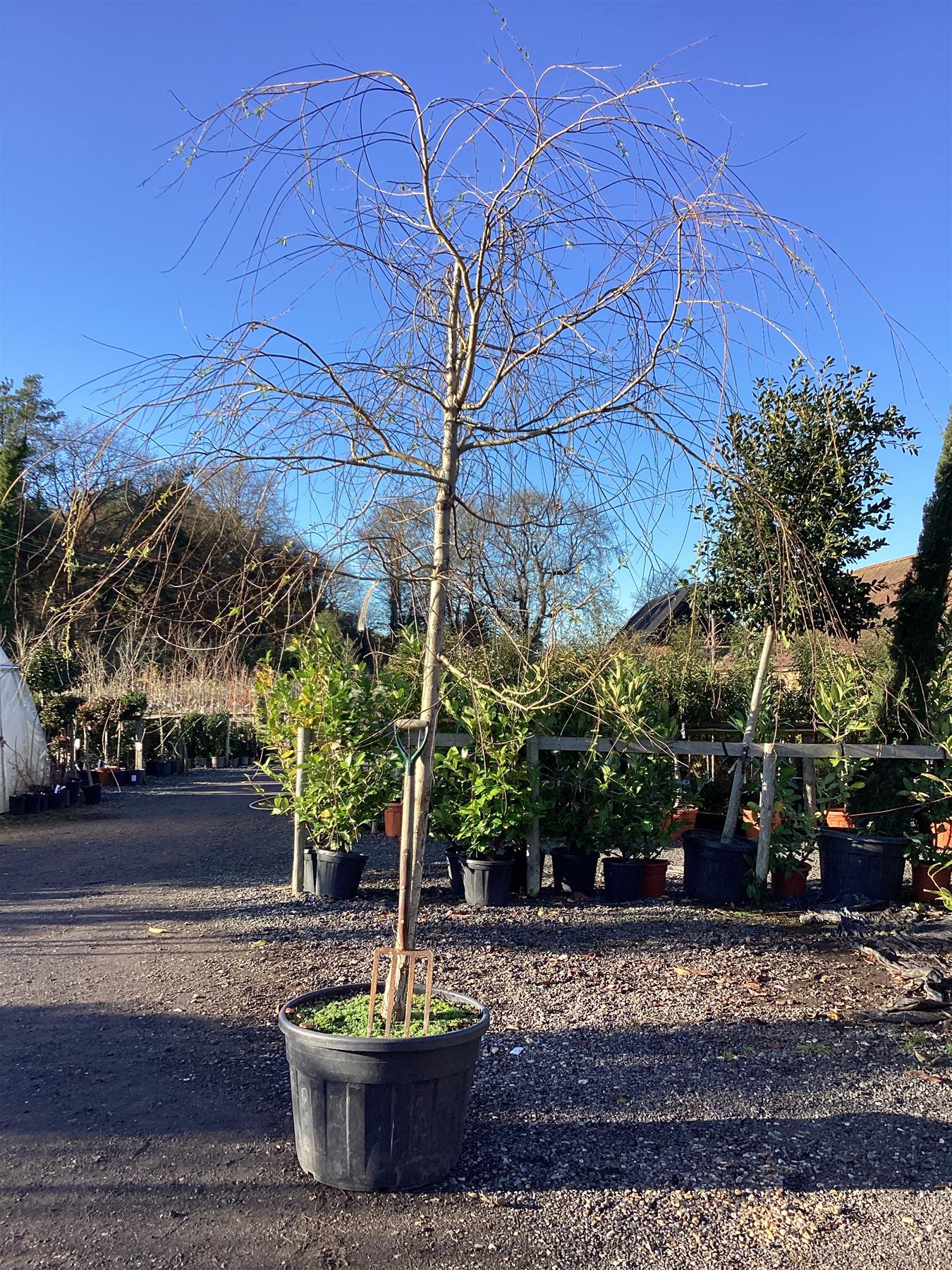 Salix Chrysocoma | Golden Weeping Willow - 300-350cm, 130lt