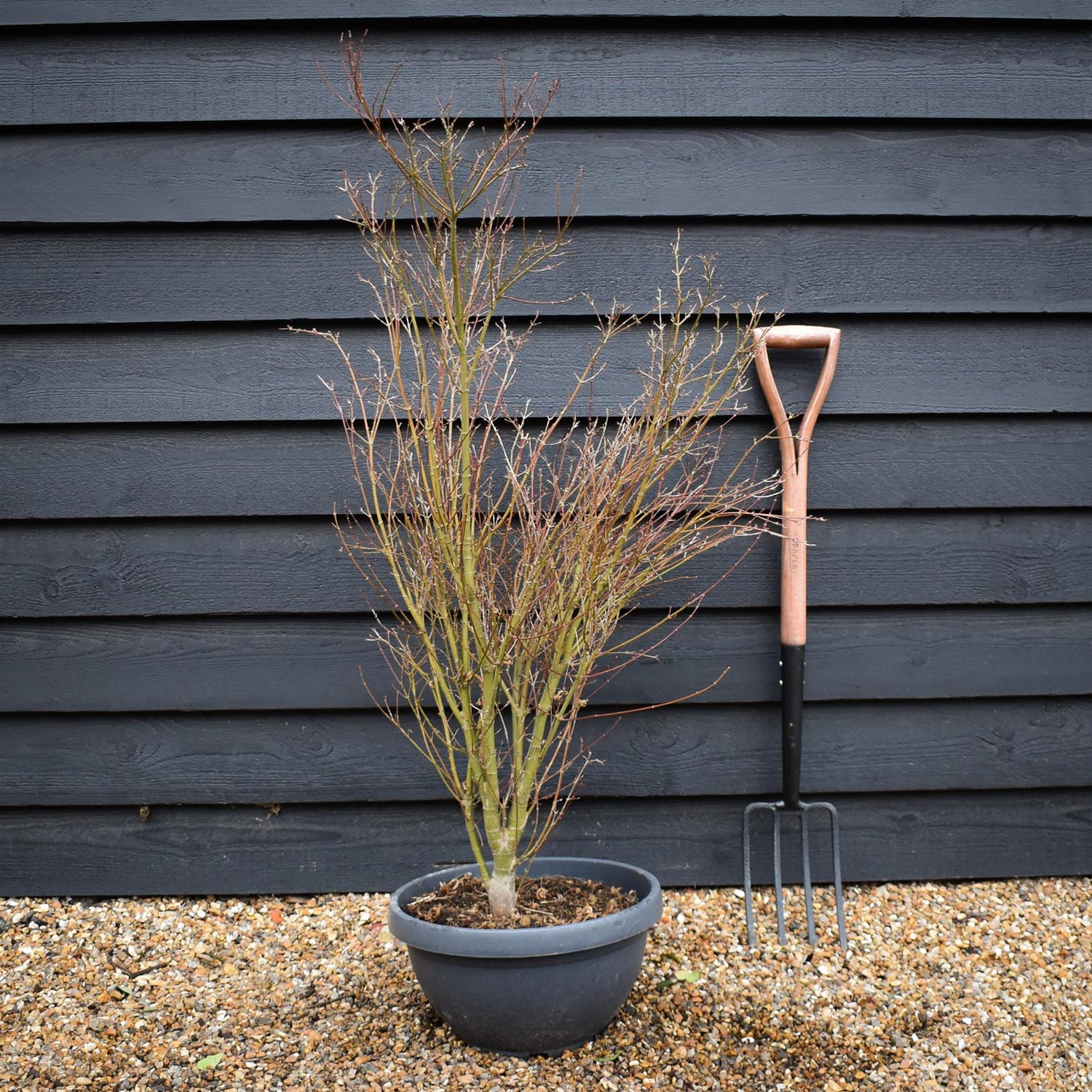 Japanese maple 'Butterfly' |Acer palmatum 'Butterfly' - Bushy - Height 100-110cm - 35lt