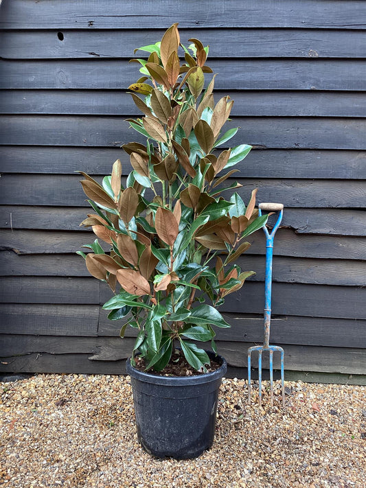 Magnolia grandiflora | Evergreen Magnolia - Bush - Large Shrub - Height 150-170cm - 30lt