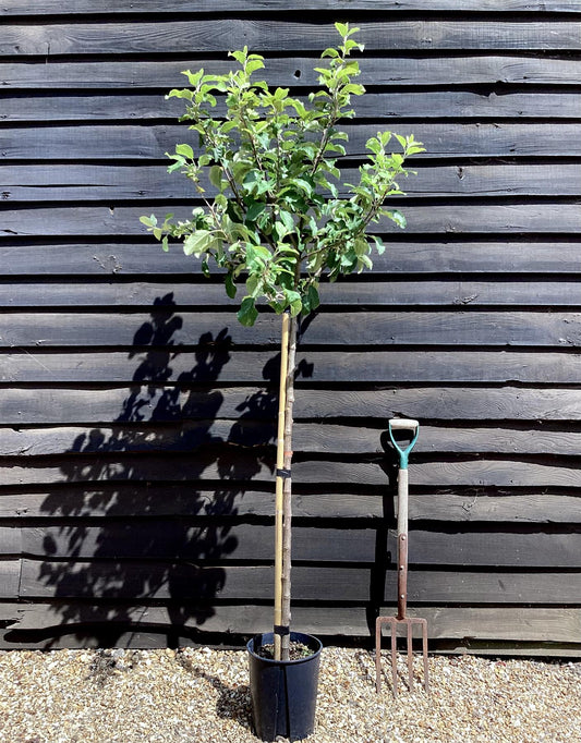 Apple tree 'Fuji' | Malus Domestica - 150-180cm - 10lt