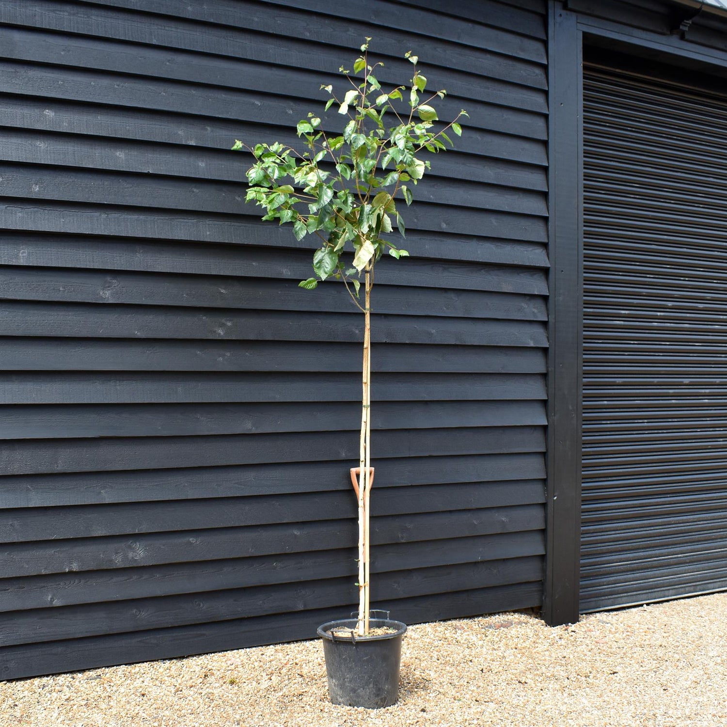 Silver birch 'Snow Queen' |Betula utilis Snow Queen - Height - 220-270cm - Girth 6-8cm - 30lt