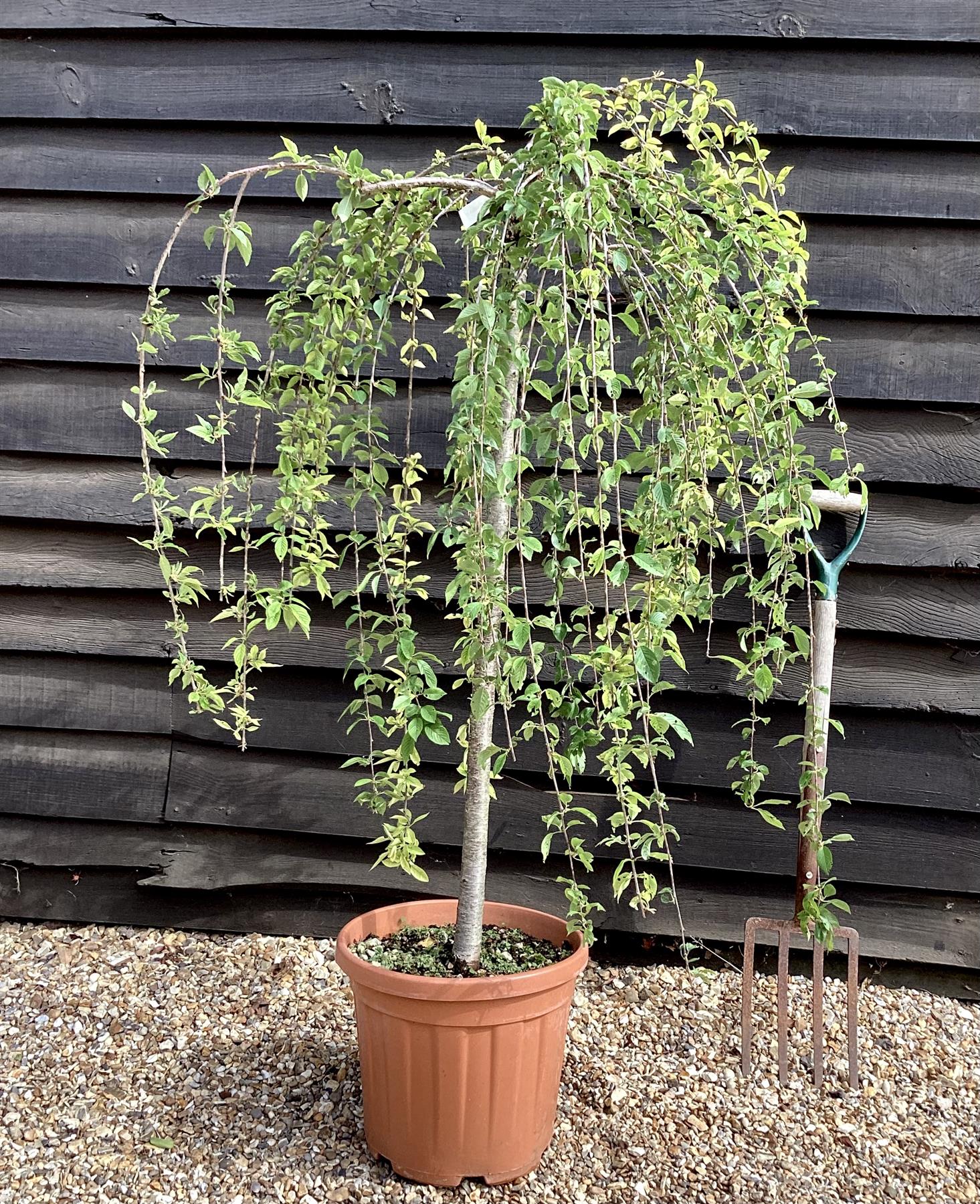 Prunus subhirtella Pendula 1/2 Standard | Single Pink Weeping Cherry - Girth 10-12cm - 25lt