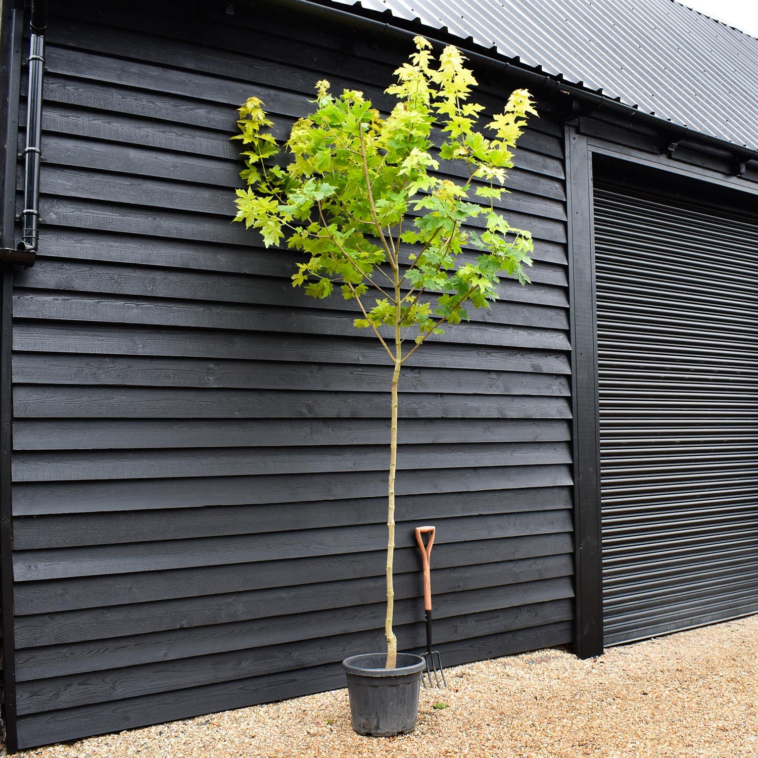 Gold Maple | Acer platanoides 'Princeton Gold'  - Clear Stem - Height 300-350cm - Girth 8-10cm - 40lt