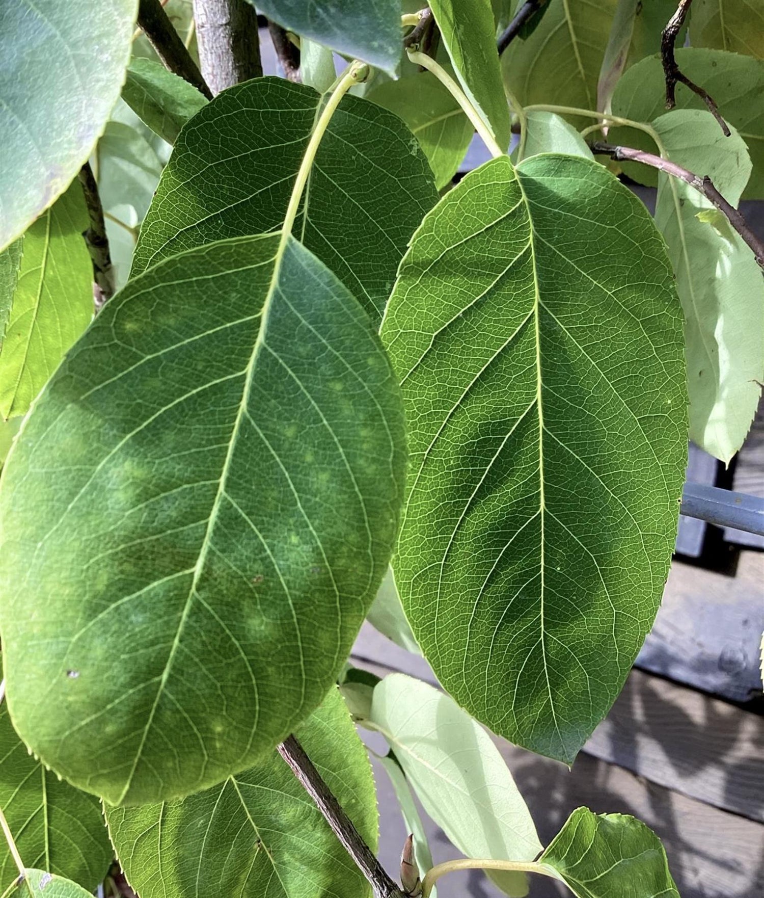 Amelanchier lamarckii | Juneberry - 55-65cm, 12lt