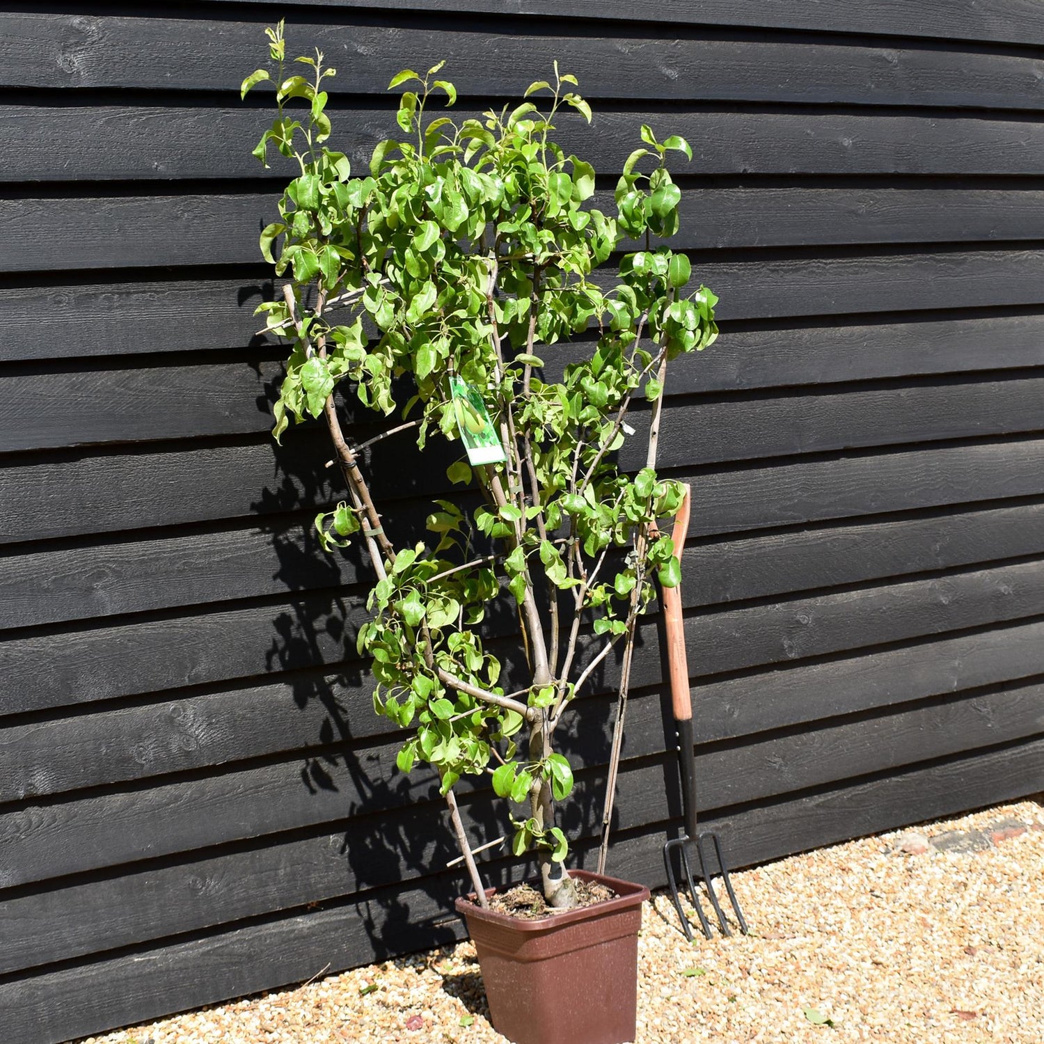 Pear tree 'Beurre Hardy' | Pyrus communis - Frame - Height 140-150cm - 15lt