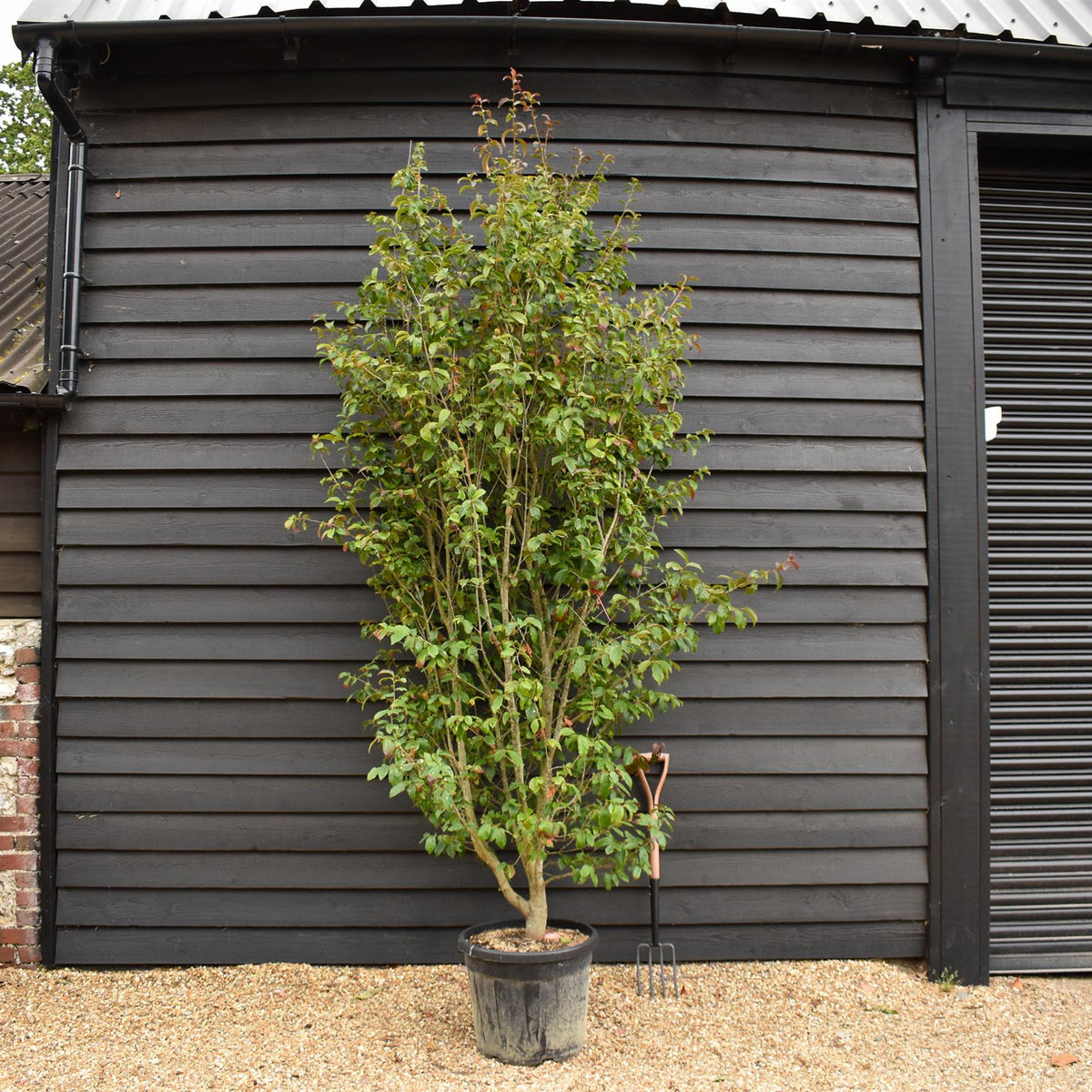 Persian Ironwood | Parrotia persica 'Persian Spire' - Height 280-300cm - 55lt