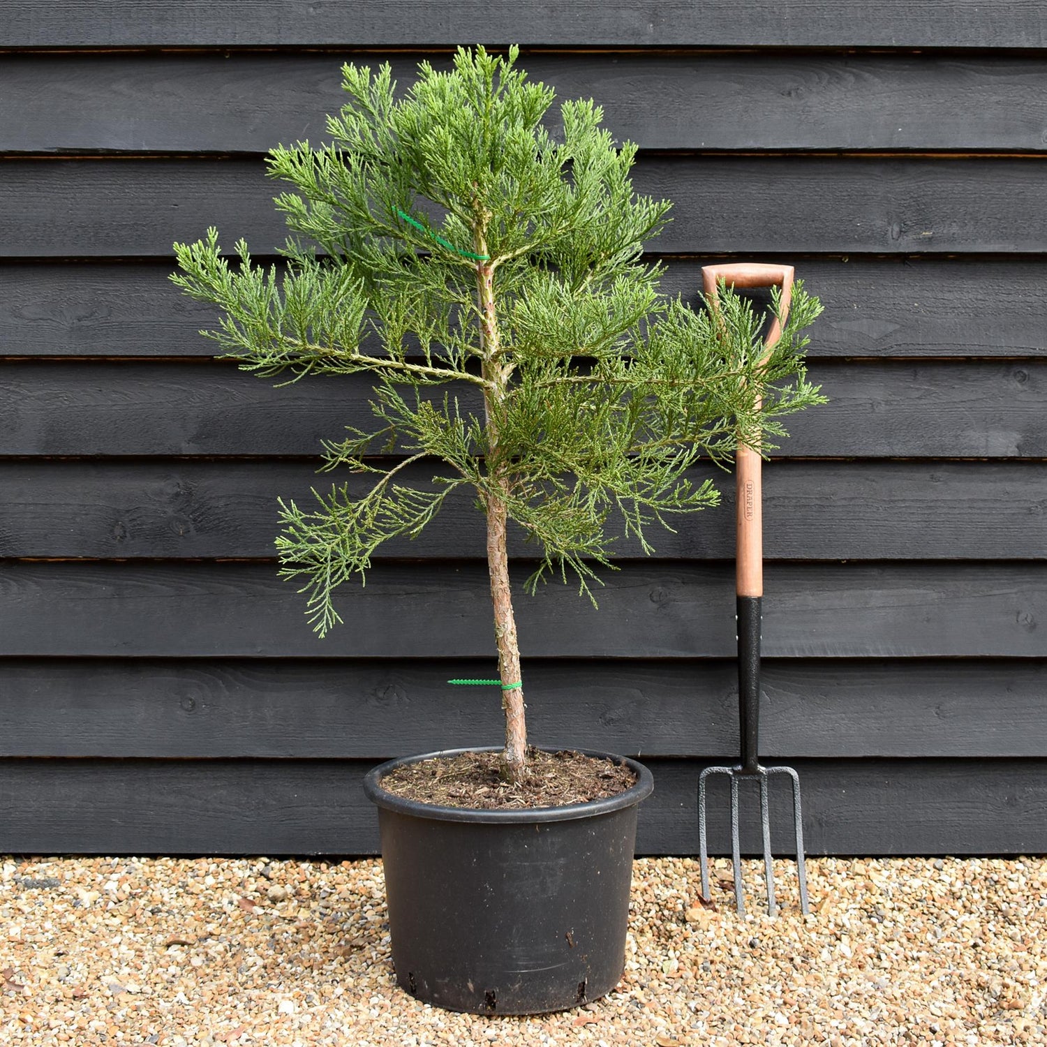 Sequoiadendron giganteum | giant redwood |  Sequoia | - Height 90cm - Width 80-90cm - 12lt