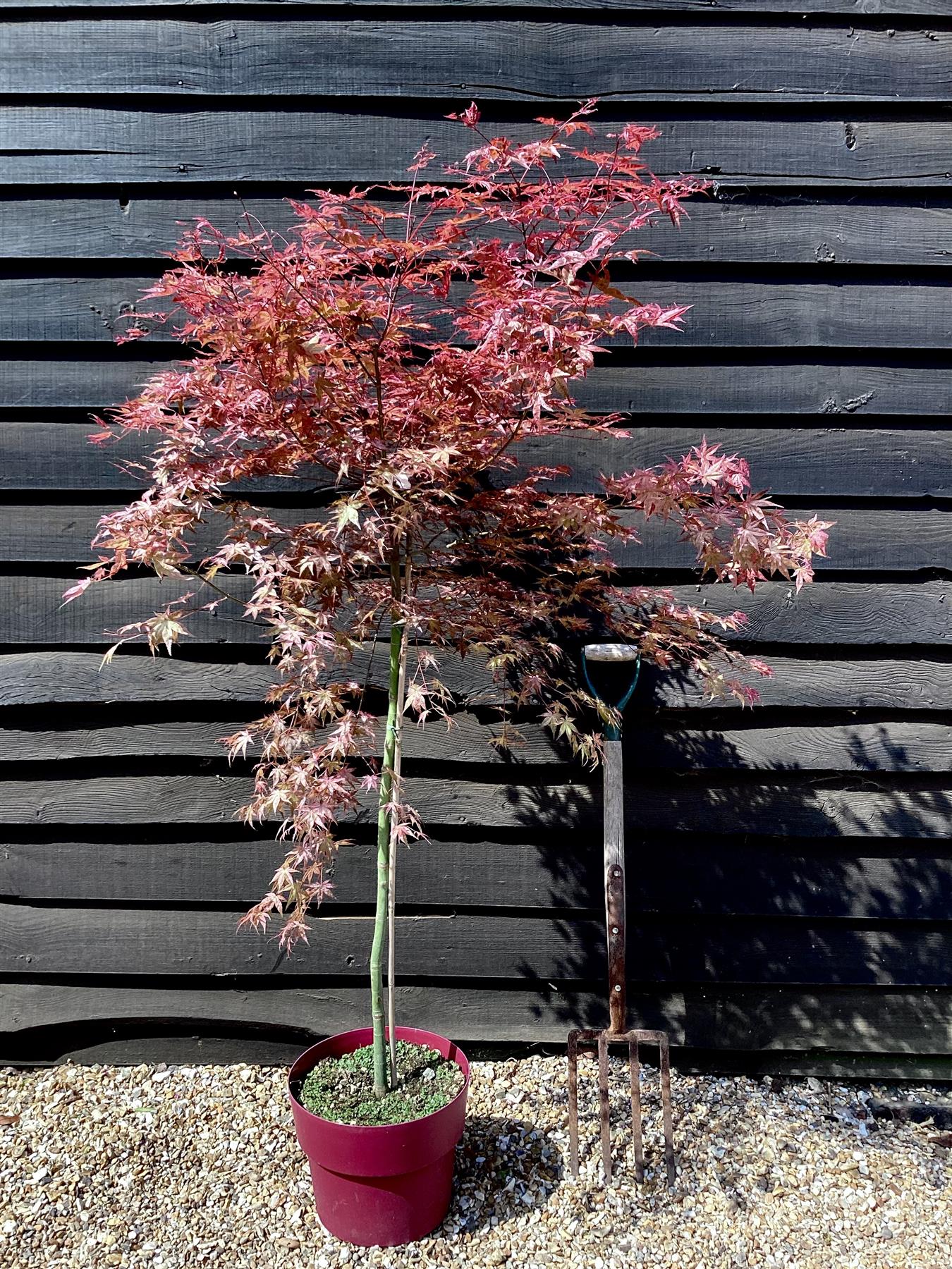 Acer palmatum Beni-maiko 1/2 std | Japanese maple 'Beni-maiko', Clear Stem - 90-100cm - 15lt