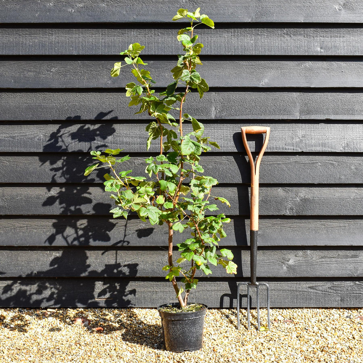 Ribes sanguineum - Flowering Currant - Height 80-100cm - Bushy - 5lt