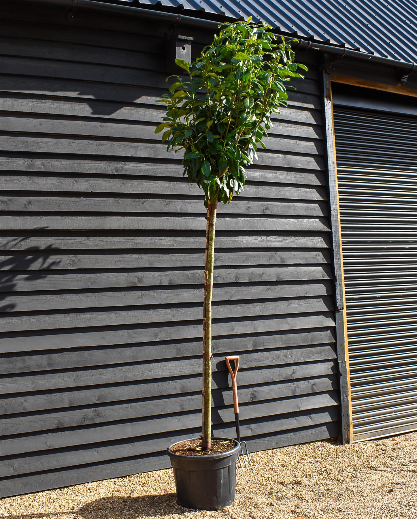 Cherry Laurel 'Novita' Full Standard Tree - Prunus laurocerasus 'Novita' | Clear Stem 200cm - Height 350-380cm  - Girth 10-12 - 90lt