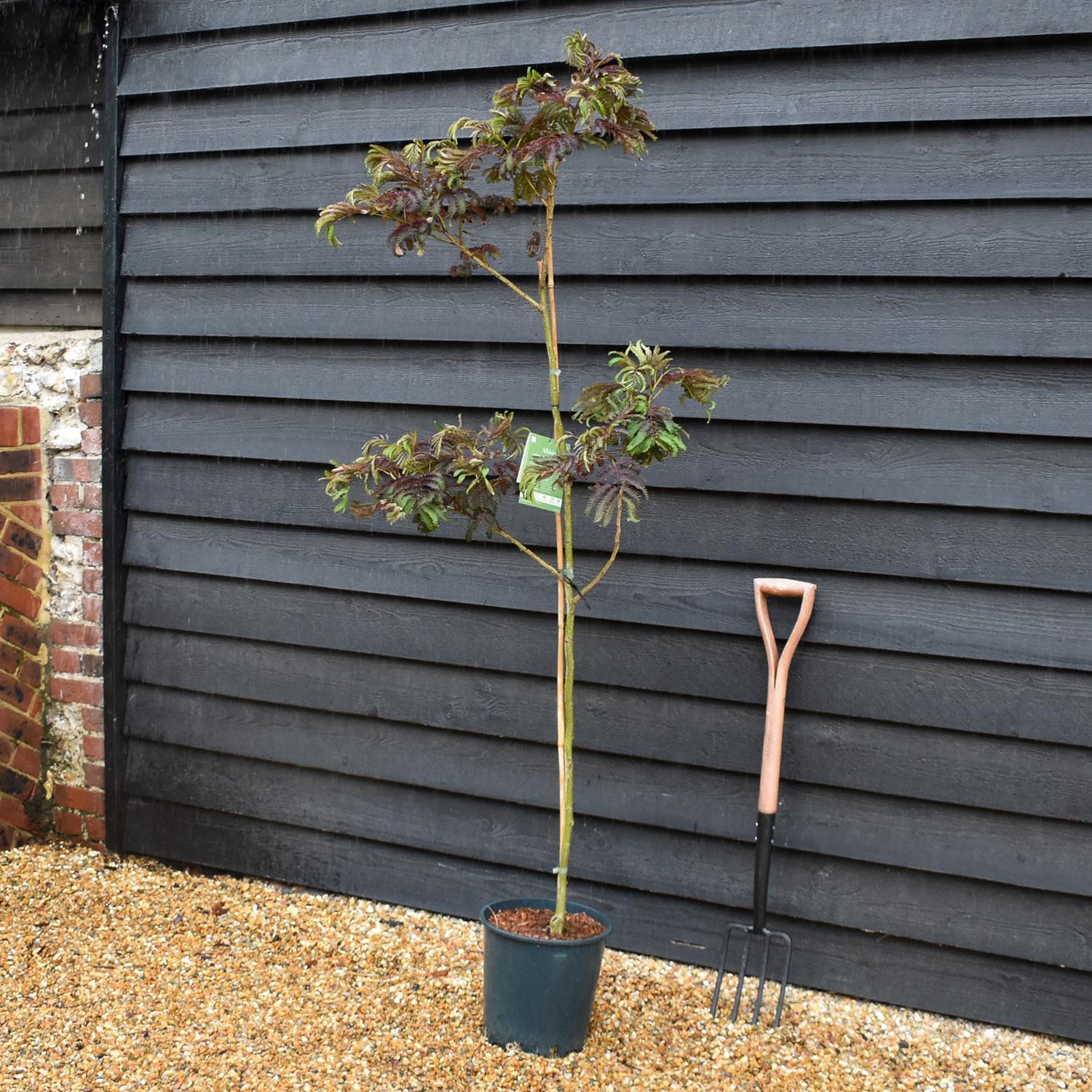 Albizia Julibrissin Summer Chocolate | Silk Tree - Height 160-180cm - 12lt
