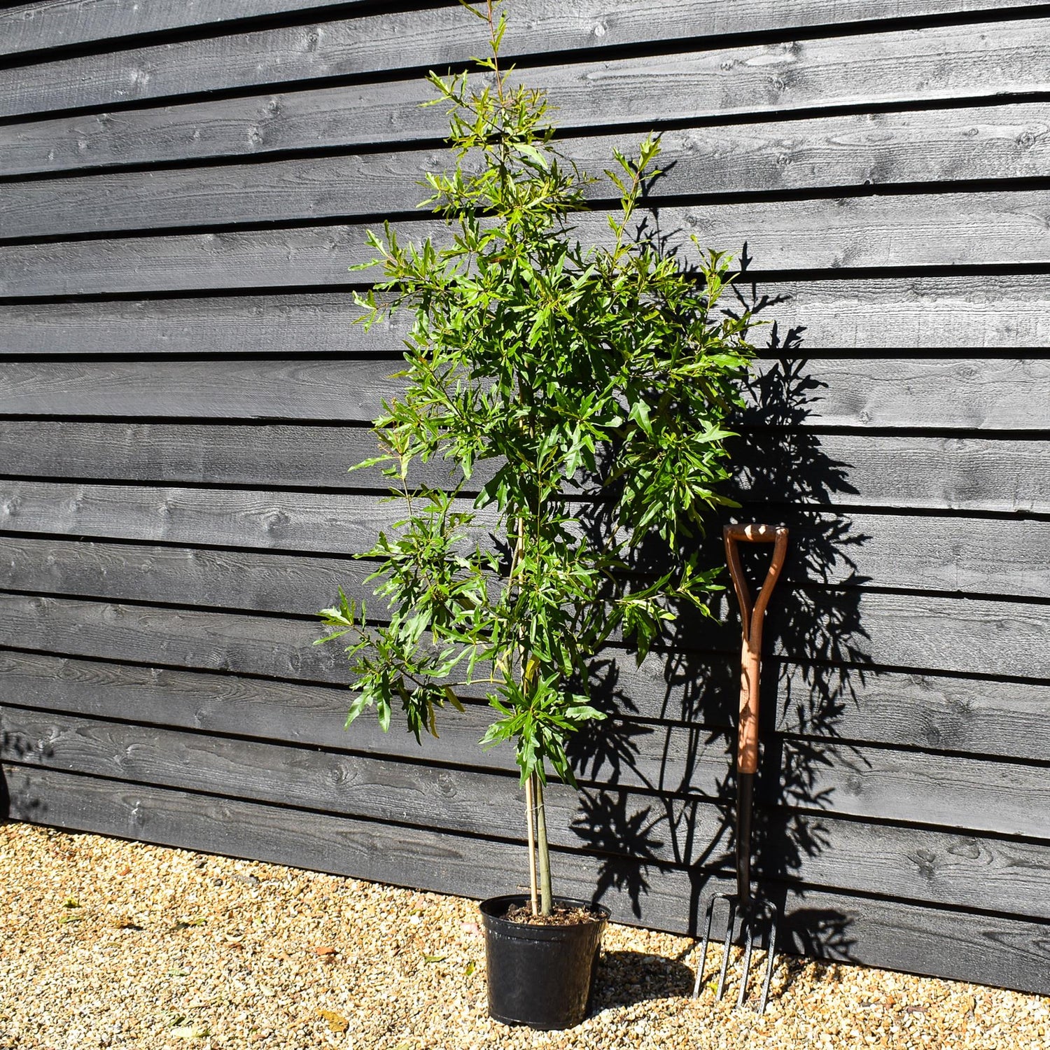 Water Oak | Quercus nigra - Height 150-180cm - Pot Grown - 10lt